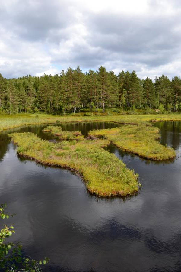 Nordic 桌布 壁紙 — 一片寧靜的沼澤，草地上有小島漂浮在黑暗的水中，天空多雲，背景是松樹林。