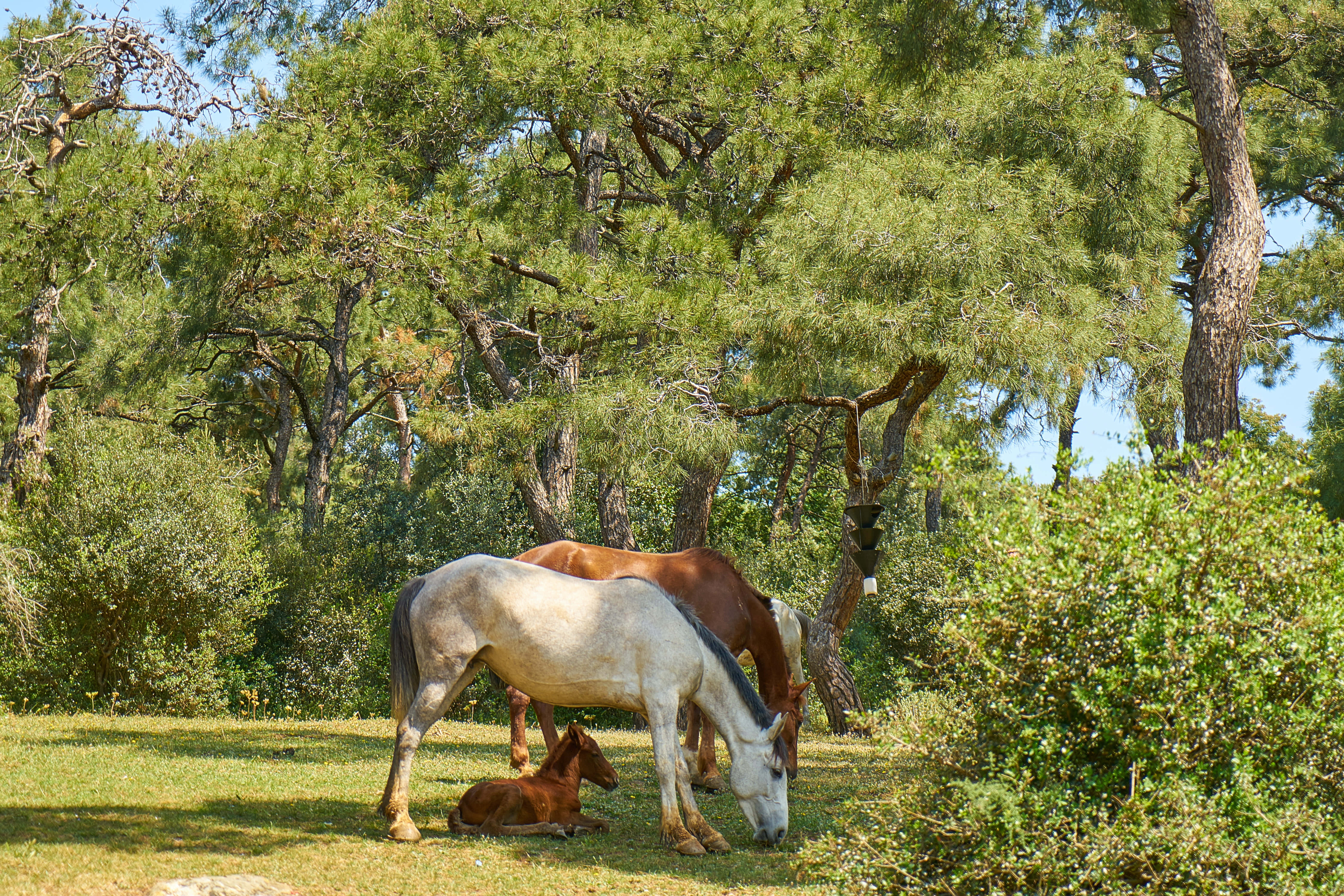 Beautiful Horses 桌布 壁紙 — 一片寧靜的田園風光，一匹白馬在茂密的綠松樹下，與一匹棕色小馬和另一匹成年馬一起吃草。