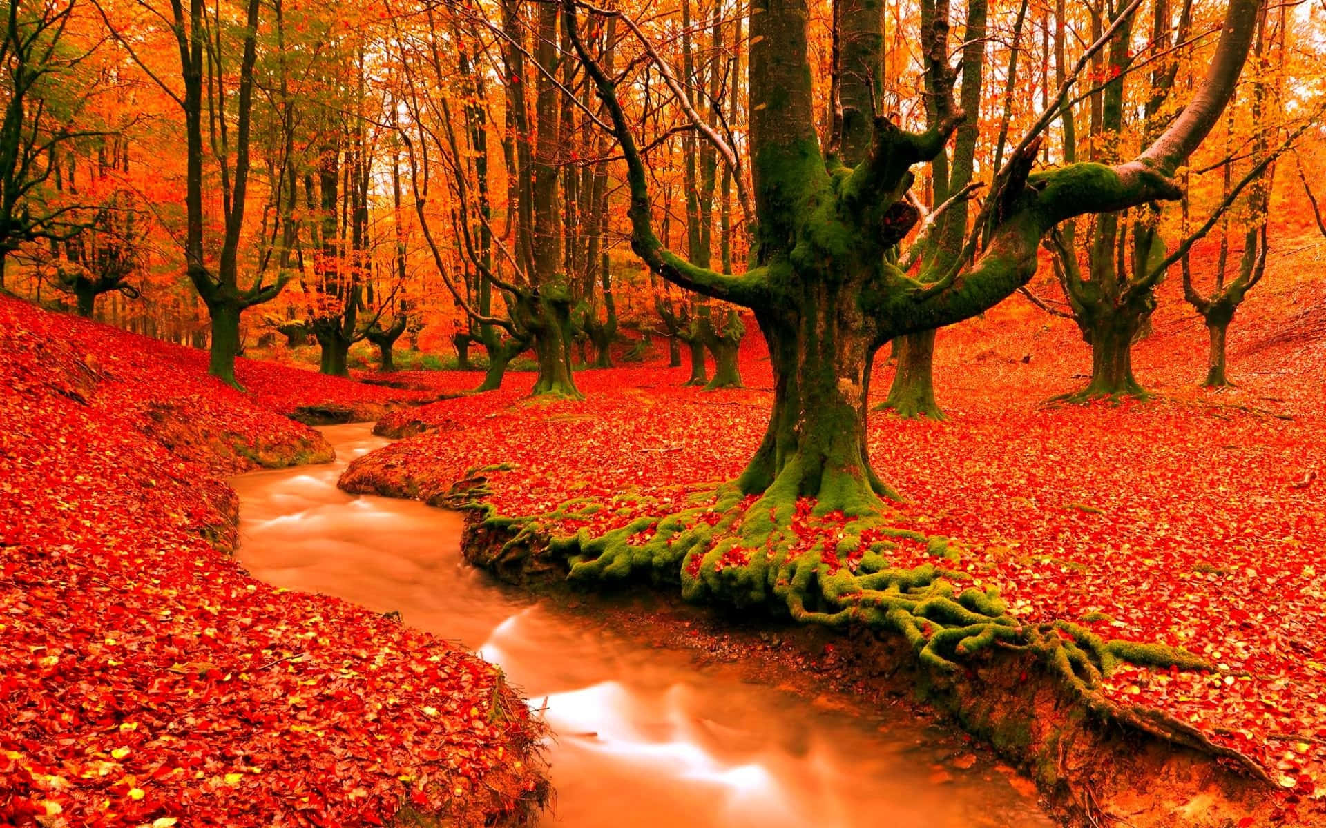 High Resolution Fall 桌布 壁紙 — 一片寧靜的秋日森林，蜿蜒的小溪流過鋪滿鮮紅落葉的地面，沐浴在金色的陽光下。