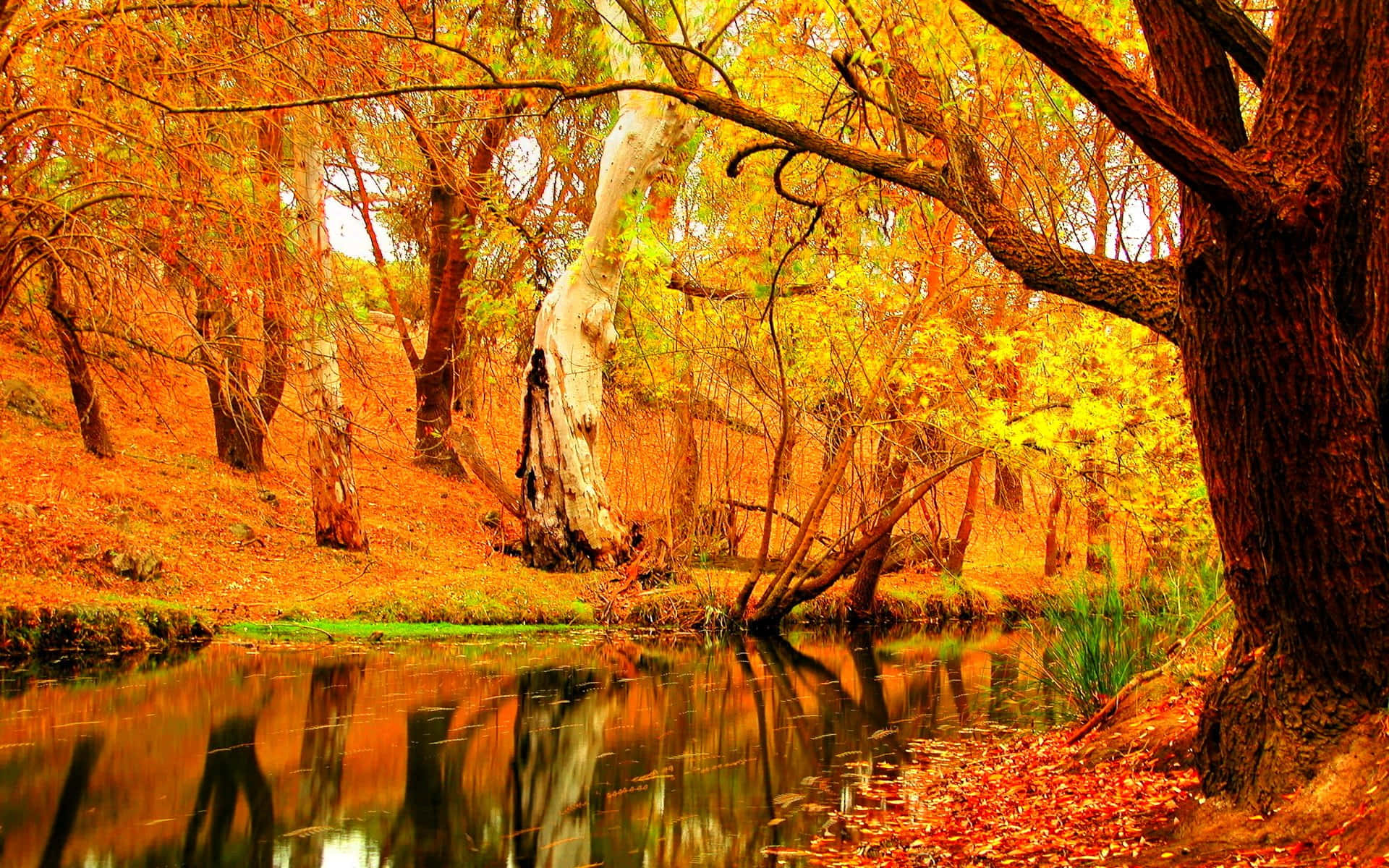 Autumn Season 桌布 壁紙 — 一片寧靜的秋日森林，金黃的樹葉和一條平靜的河流，在溫暖的陽光下倒映著高聳的樹木。