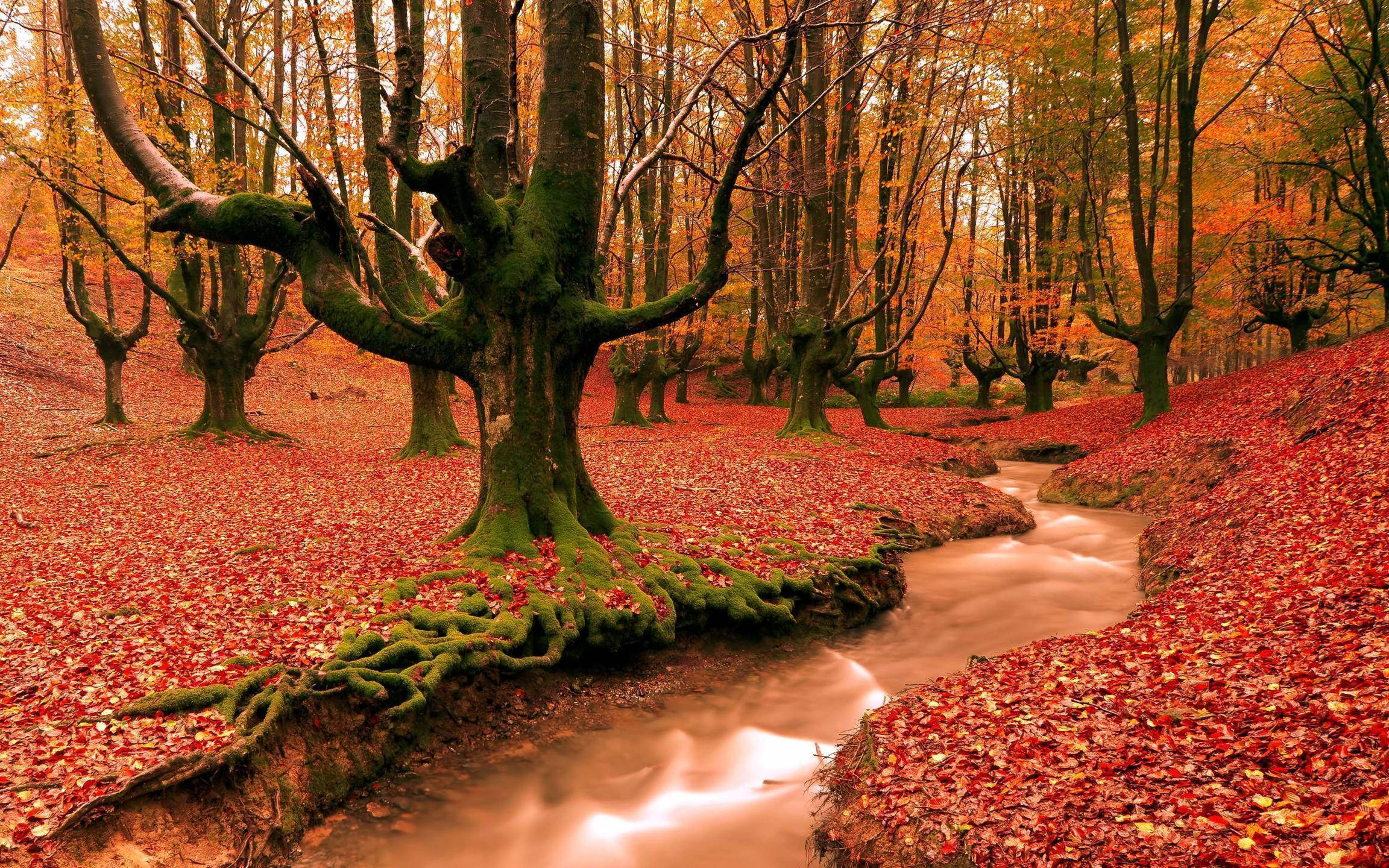 Autumn Season 桌布 壁紙 — 一片寧靜的秋日森林，長滿苔蘚的樹木和蜿蜒的小溪流過紅葉地毯。
