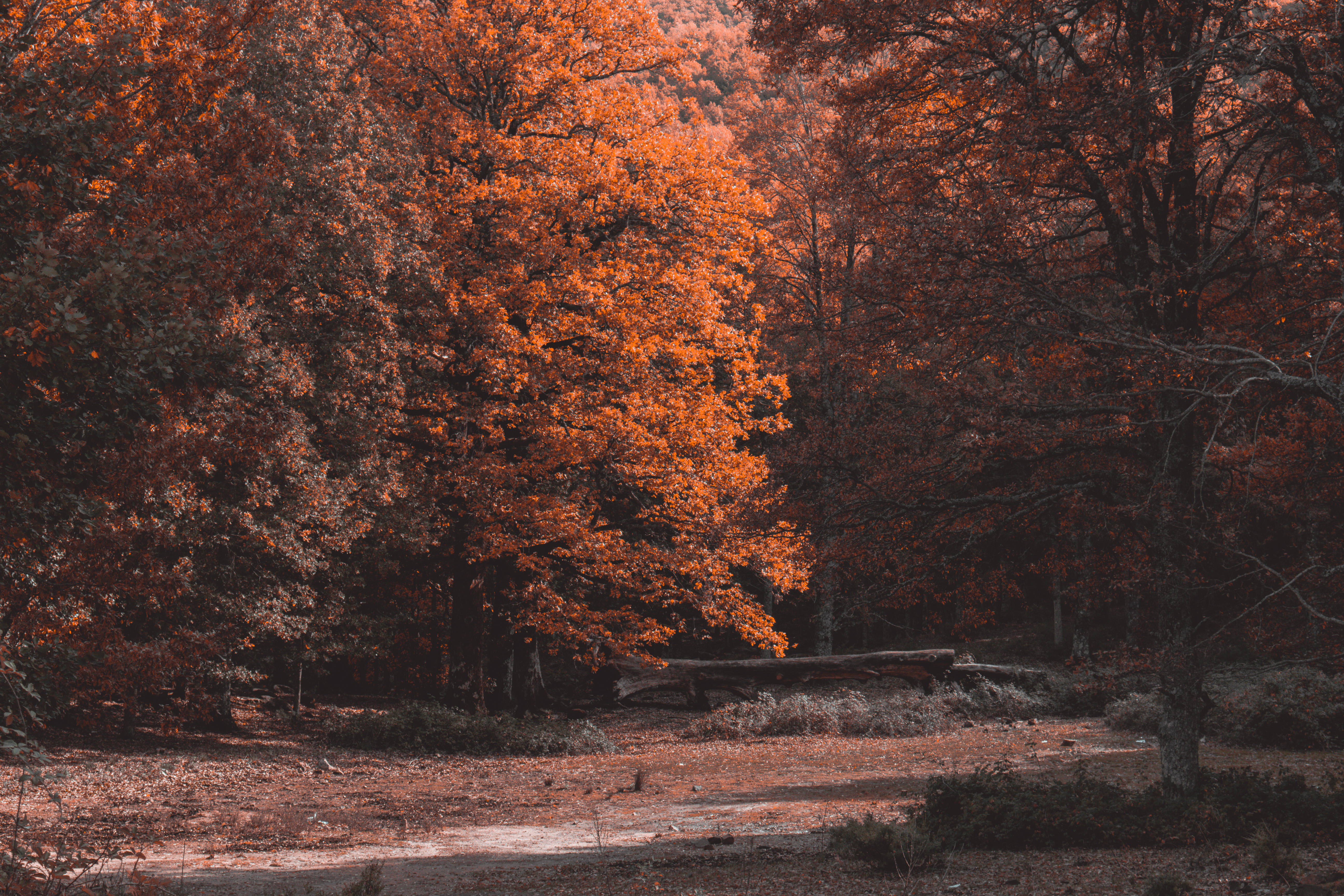 Best Autumn 桌布 壁紙 — 一片寧靜的秋日森林，鮮豔的橙色樹葉在穿過茂密樹木的柔和陽光下閃耀。