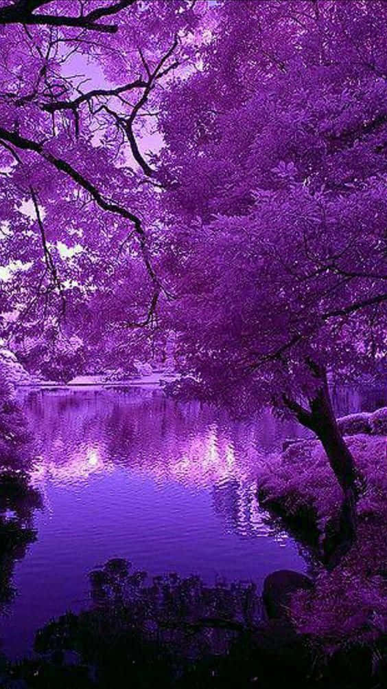 Purple Phone 桌布 壁紙 — 一片寧靜的紫色森林景色，樹木在暮色天空下倒映在平靜的湖面上。