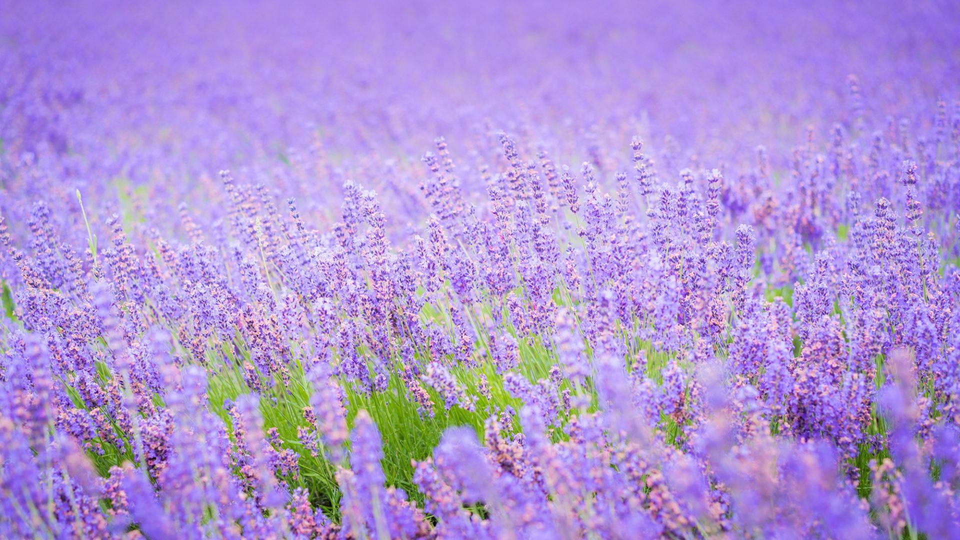 Lavender 桌布 壁紙 — 一片寧靜的薰衣草花田，在柔和日光下輕輕搖曳，帶有茂盛的綠色莖幹。