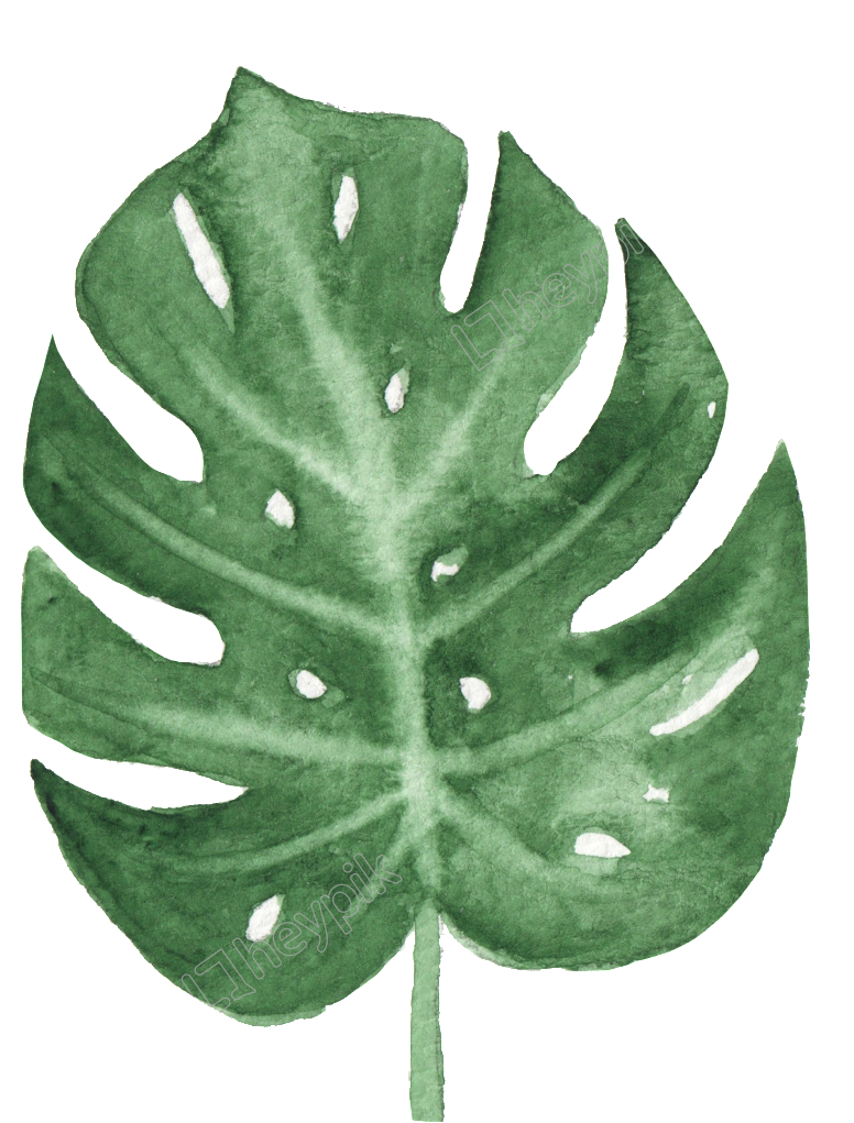 Leaves 桌布 壁紙 — 一片帶有天然孔洞和葉脈的大型綠色龜背竹葉，以水彩繪製在純黑背景上。