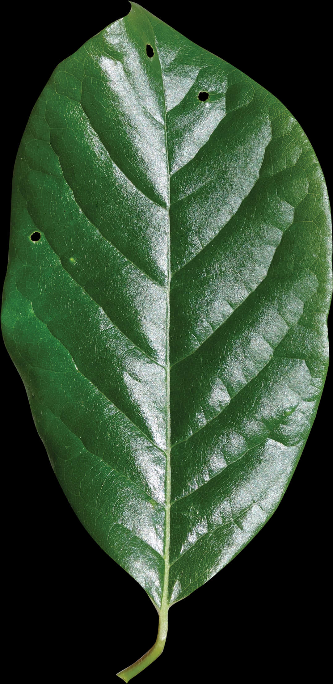 Green Leaf 桌布 壁紙 — 一片帶有明顯葉脈和小孔的亮綠色葉子，襯托在純黑色背景上。