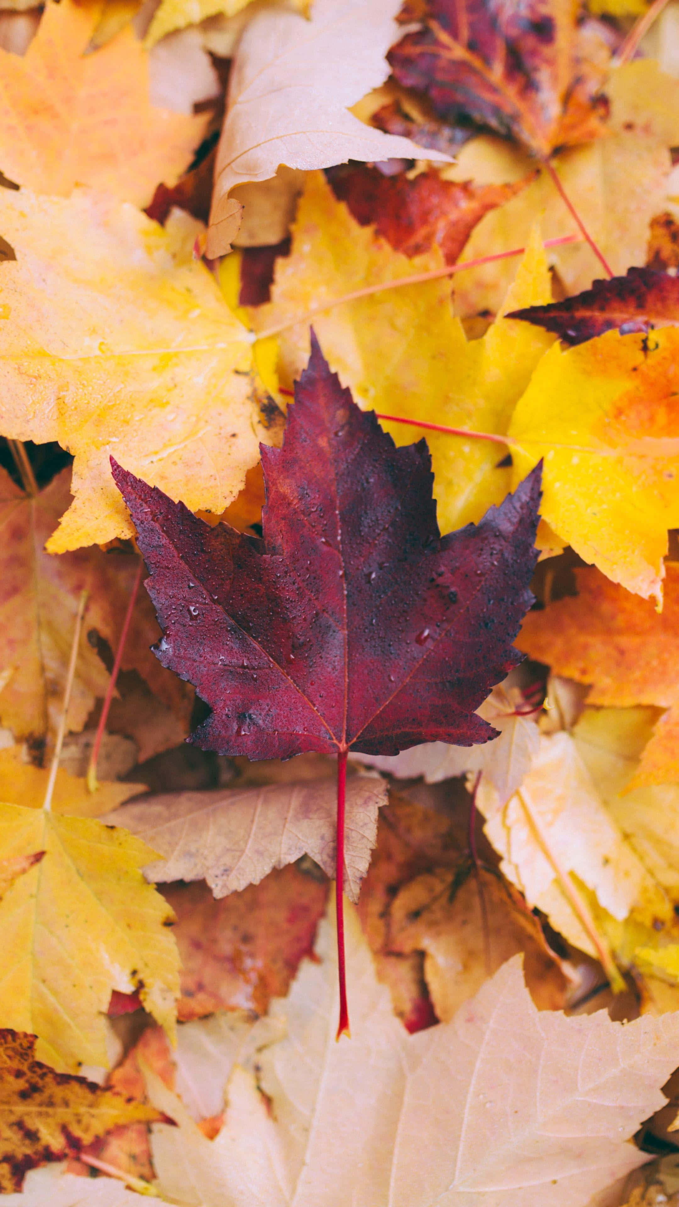 Autumn Leaf 桌布 壁紙 — 一片帶有水珠的深紅色楓葉，靜靜躺在金黃色的秋葉堆上。