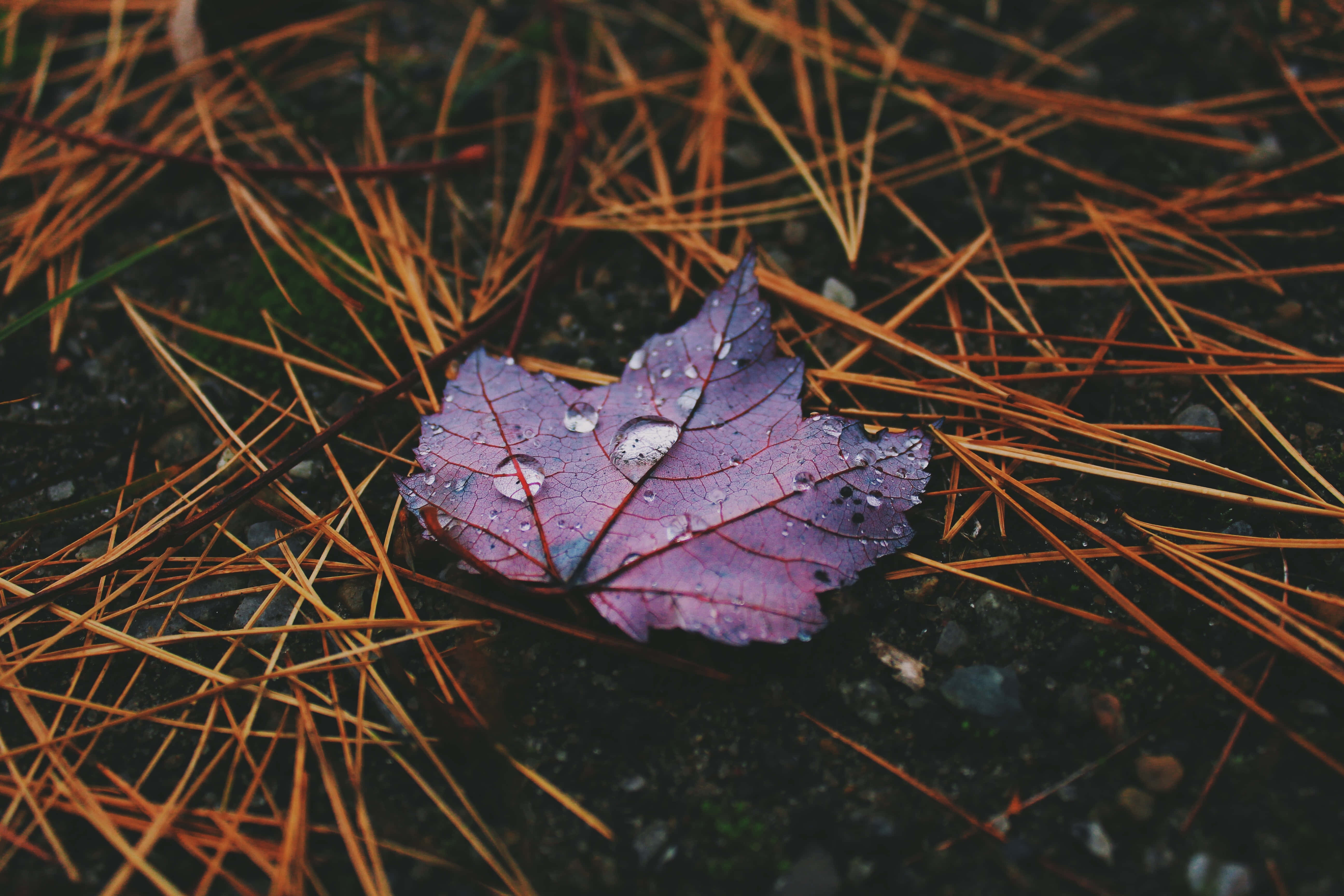 Fall Rain 桌布 壁紙 — 一片帶有水珠的紫色楓葉，躺在深色泥土上的金色松針之間。
