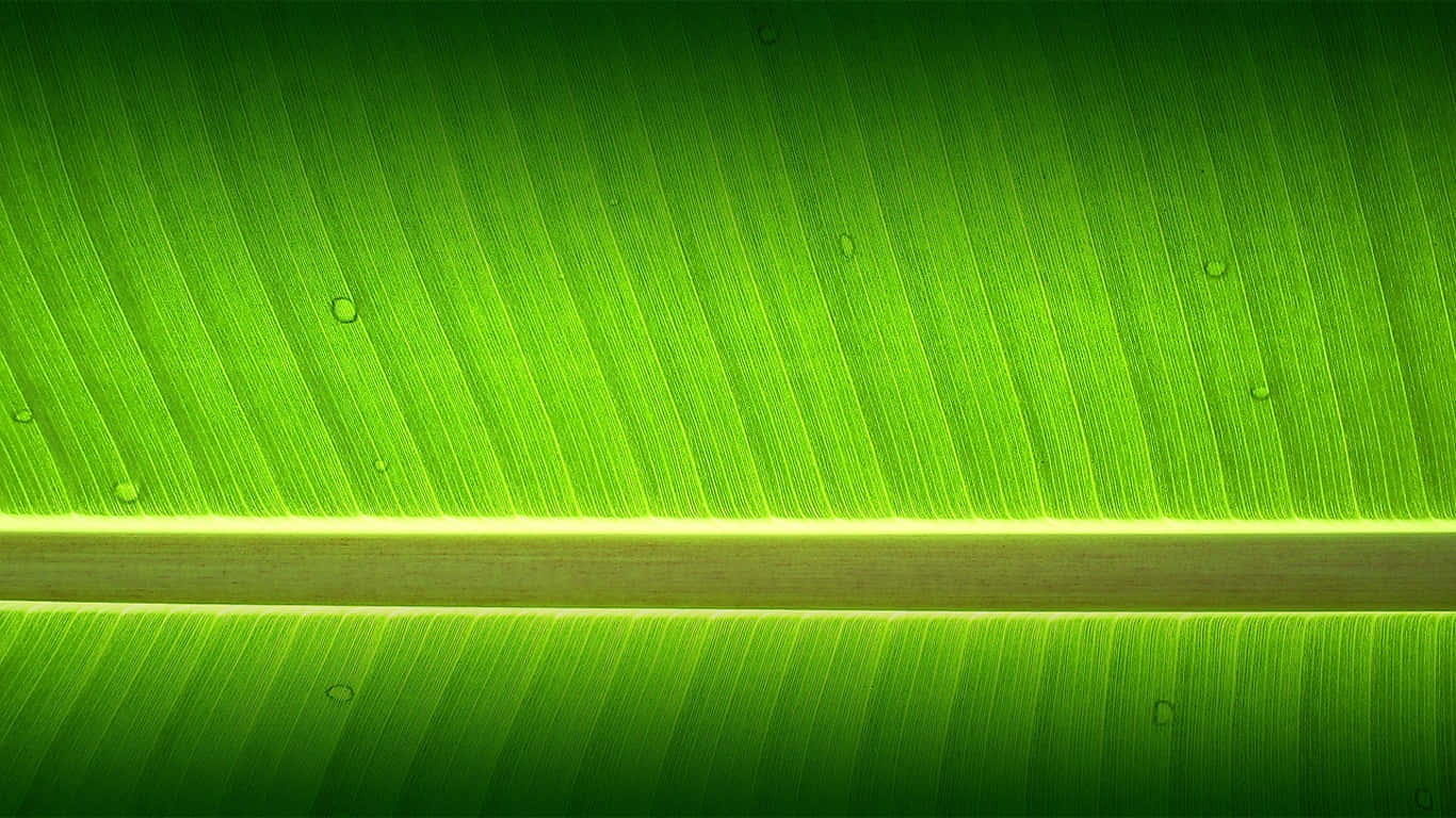 一片帶有水珠的綠色香蕉葉 — 1366X768 壁紙