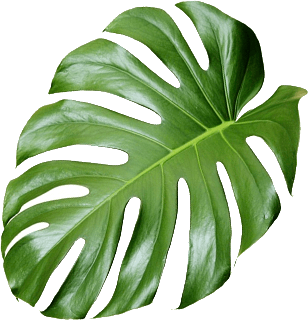 Monstera Plant 桌布 壁紙 — 一片帶有深綠色和自然裂紋的光澤龜背竹葉，在純黑背景上格外突出。