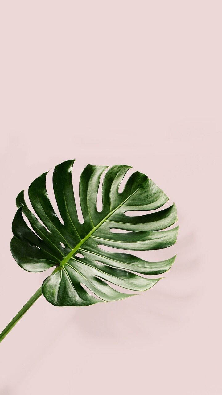 Leaves 桌布 壁紙 — 一片帶有深綠色葉脈的光澤龜背竹葉，靠在柔和的粉紅色背景上。
