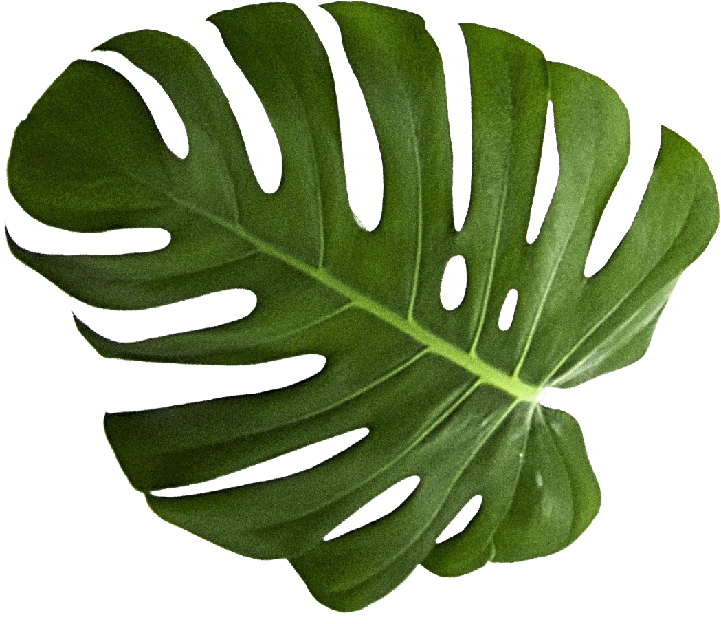 Monstera Plant 桌布 壁紙 — 一片帶有深裂紋和光澤質感的大型鮮綠色龜背竹葉，置於純深綠色背景上。