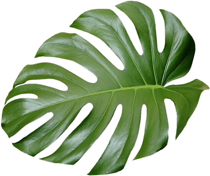 Leaves 桌布 壁紙 — 一片帶有深裂紋和鮮綠色調的光澤龜背竹葉，在純黑色背景上脫穎而出。
