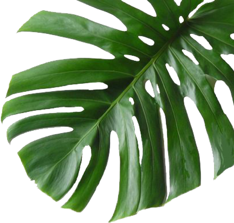 Palm Leaf 桌布 壁紙 — 一片帶有深裂縫和孔洞的大型光澤龜背竹葉，置於純黑背景上。