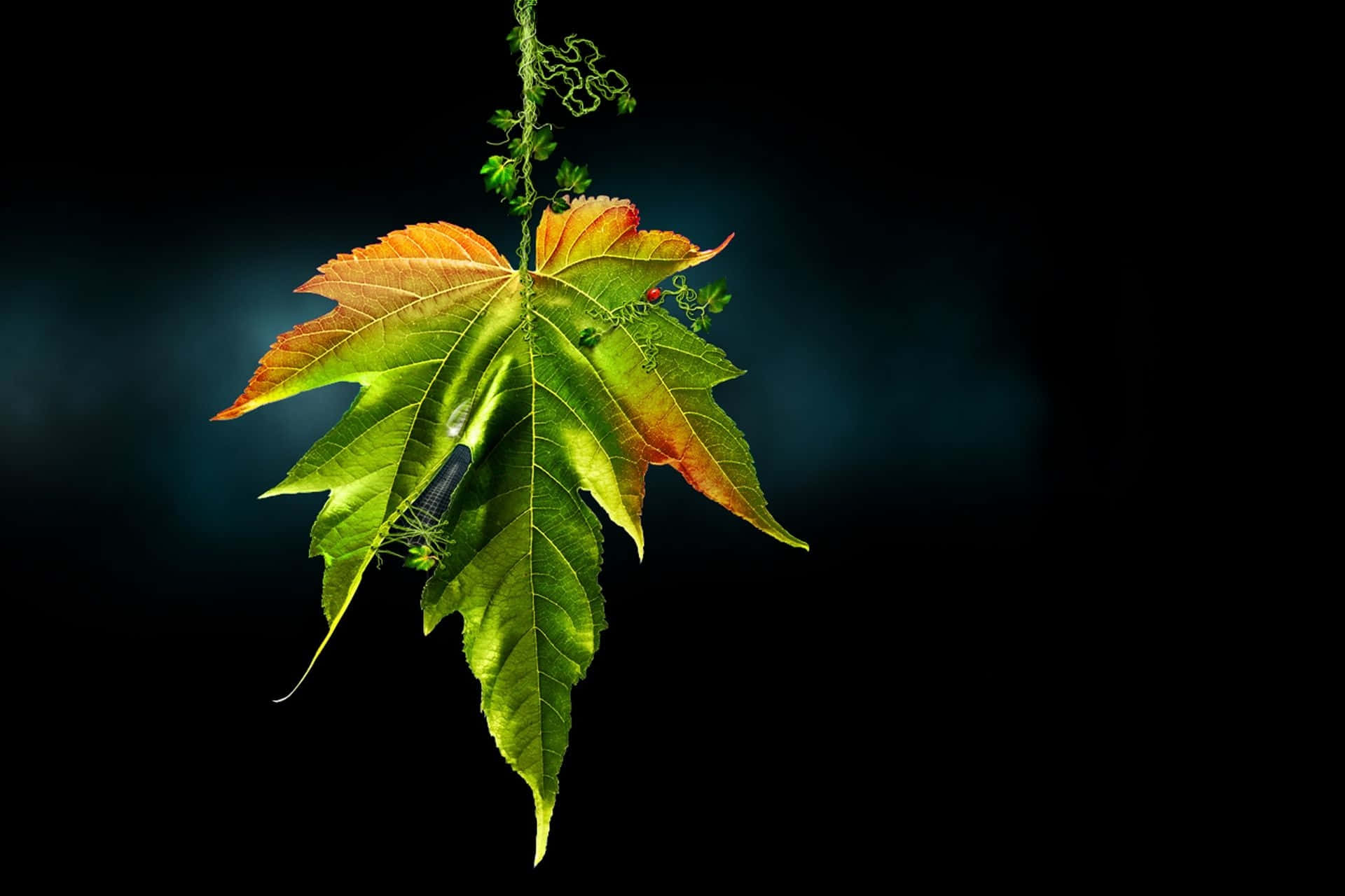 Maple 桌布 壁紙 — 一片帶有綠色和橙色色調的楓葉掛在深色背景上，被柔和的光線照亮。