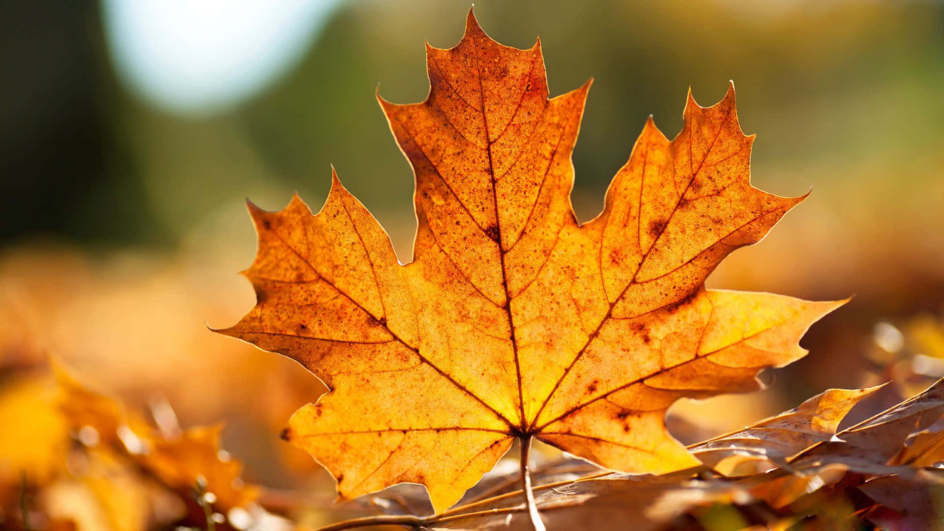 Fall Leaves 桌布 壁紙 — 一片帶有複雜葉脈的鮮豔橙色楓葉，在溫暖的陽光下，在模糊的秋日森林地面上閃耀。