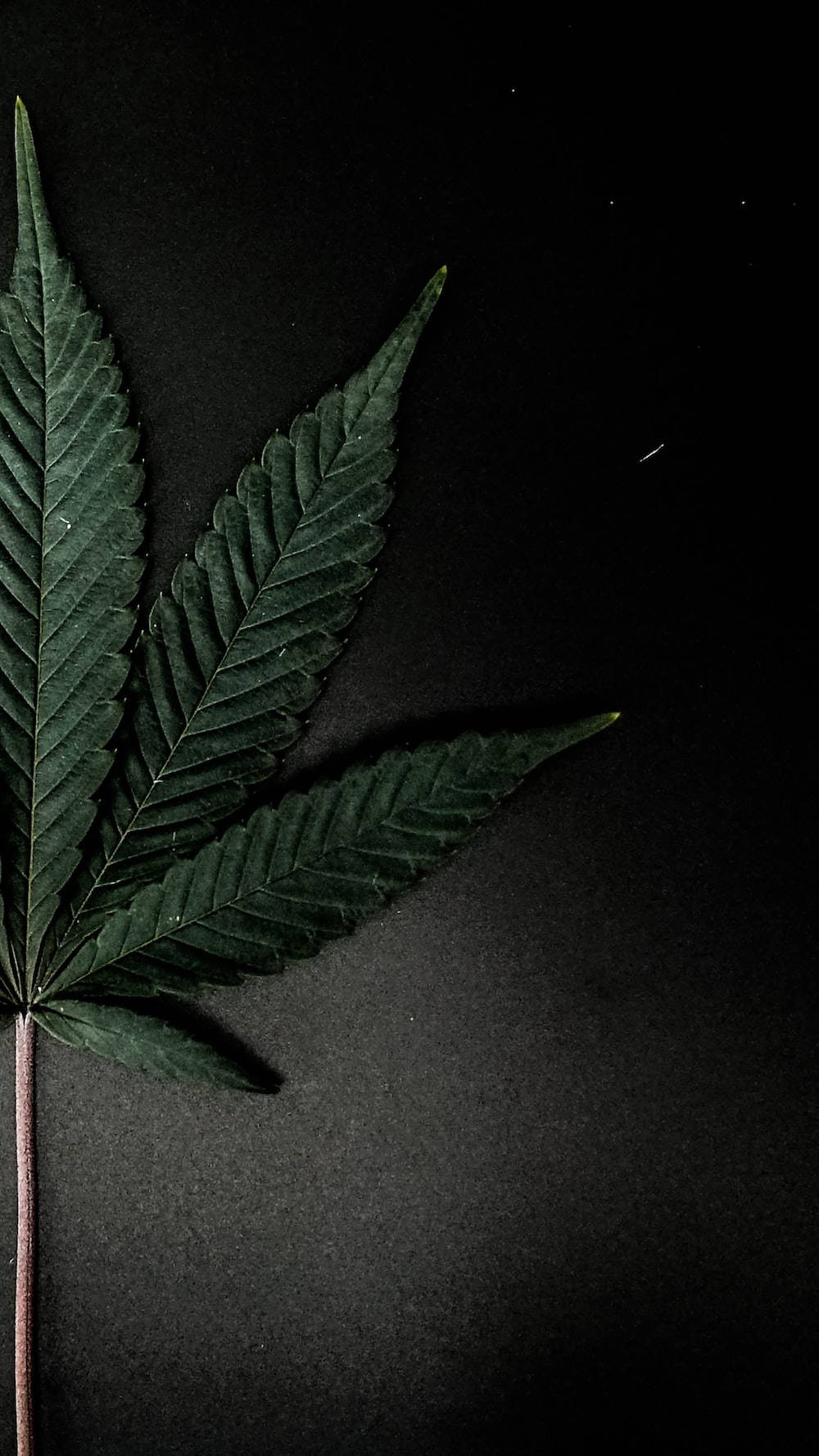chill stoner 桌布 壁紙 — 一片帶有鋸齒邊緣和可見葉脈的大麻葉，放在純黑色背景上。