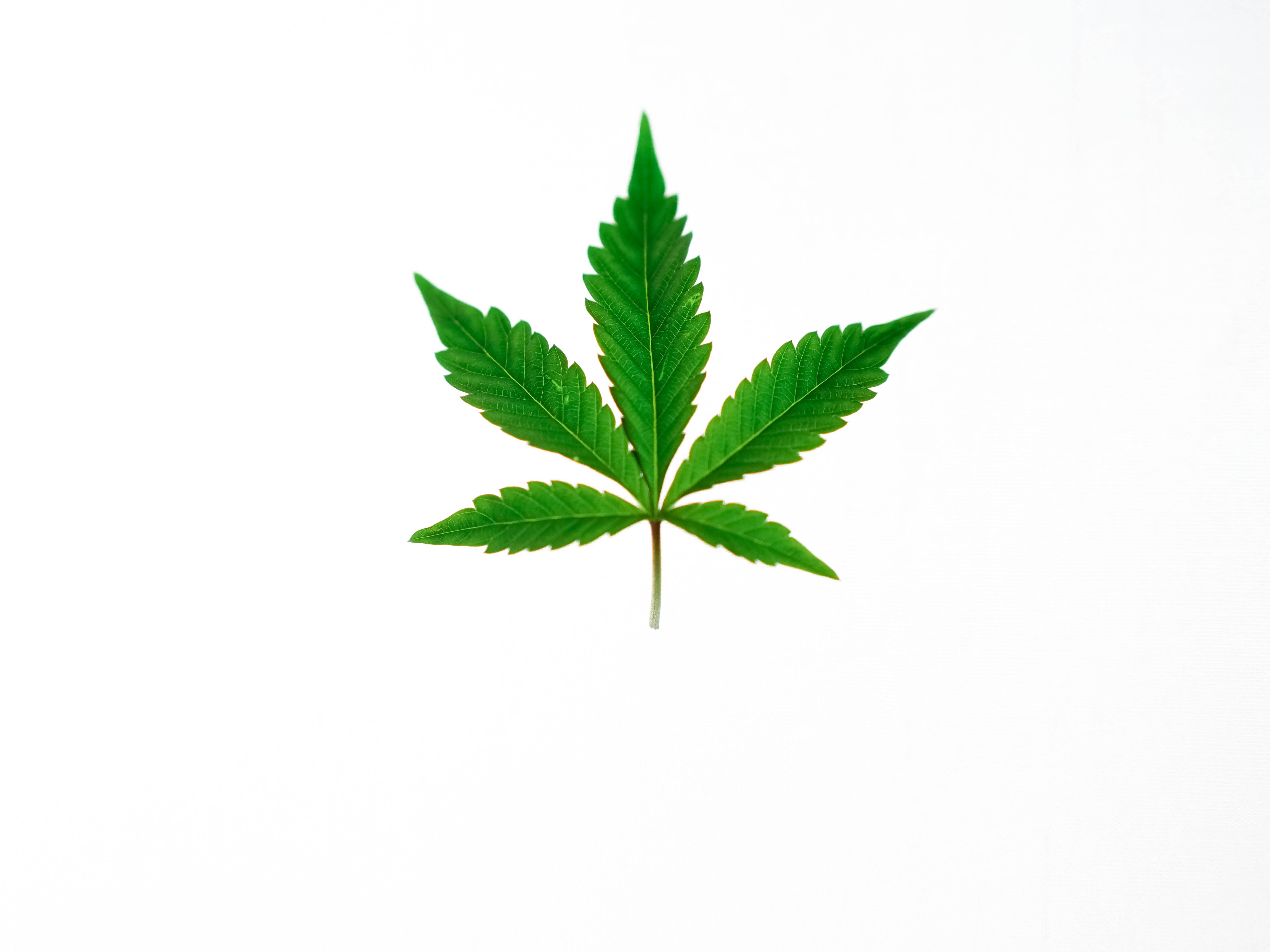 酷炫大麻 桌布 壁紙 — 一片帶有鋸齒邊緣的鮮綠色大麻葉，居中放置在純白色背景上。