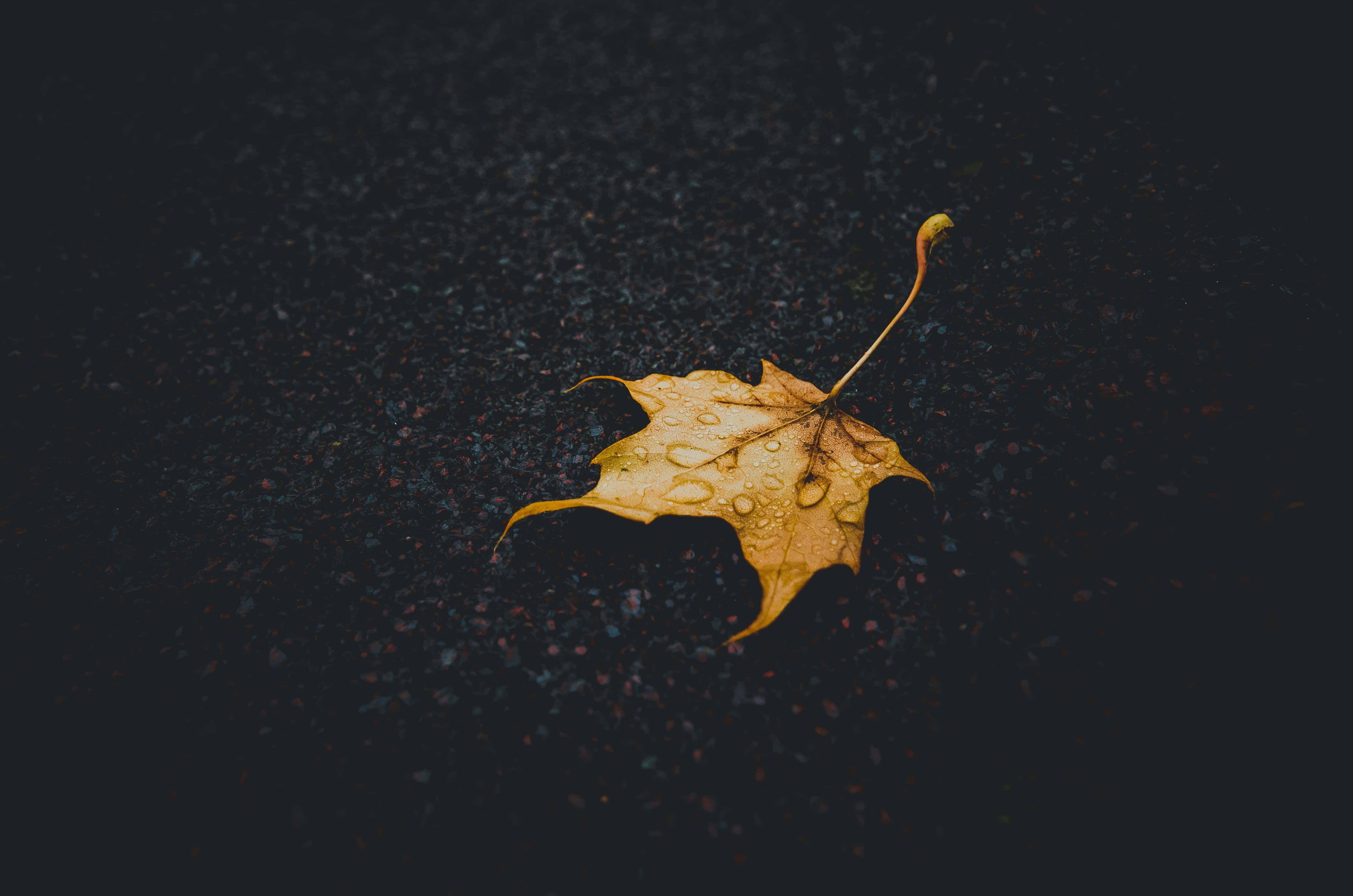 Fall Rain 桌布 壁紙 — 一片帶有露珠的濕楓葉，在昏暗的燈光下，靜靜地躺在深色紋理表面上。