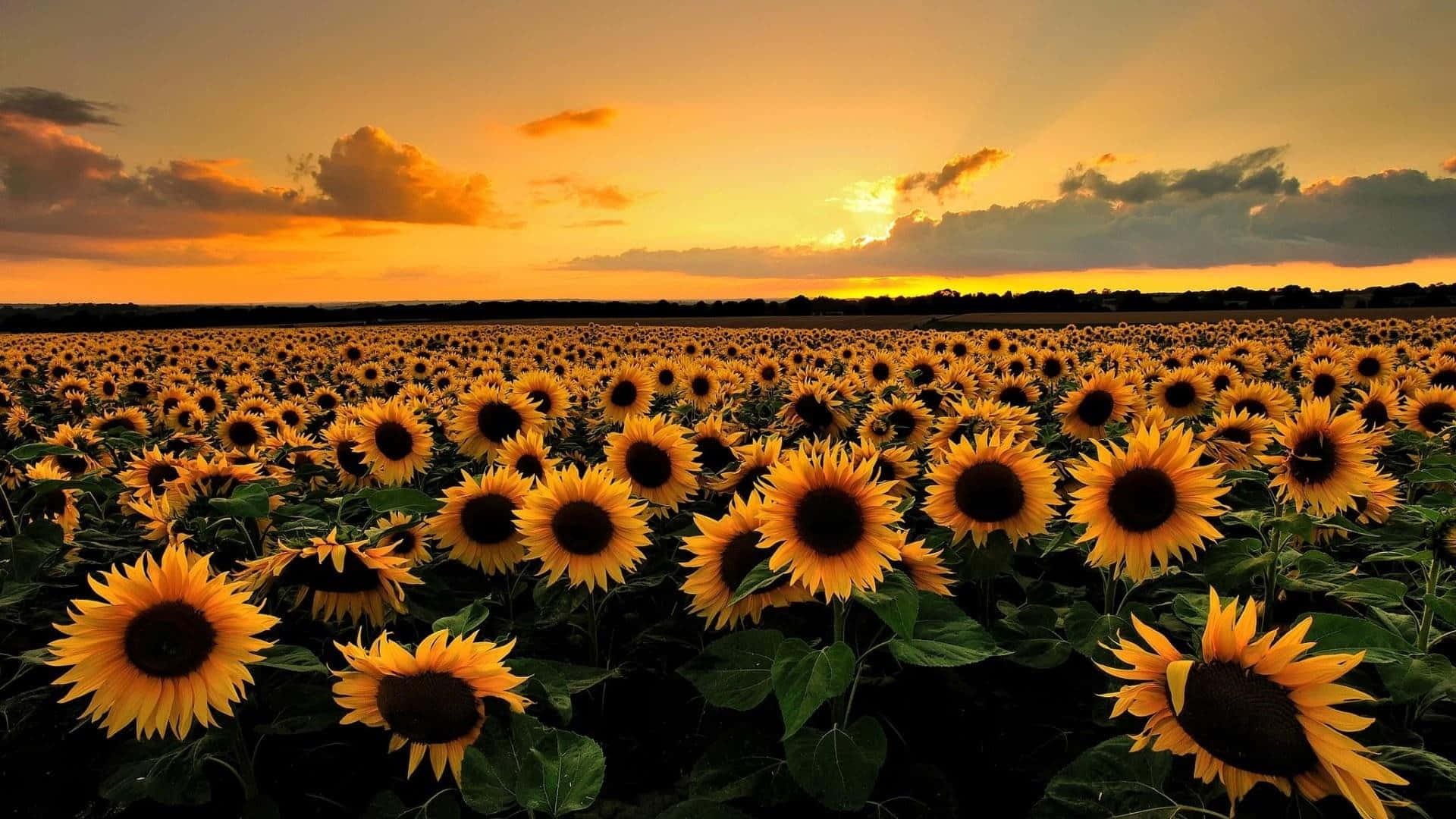 Sunflowers 桌布 壁紙 — 一片廣闊的向日葵田向著以溫暖橙色和金色色調繪製的戲劇性日落天空延伸。