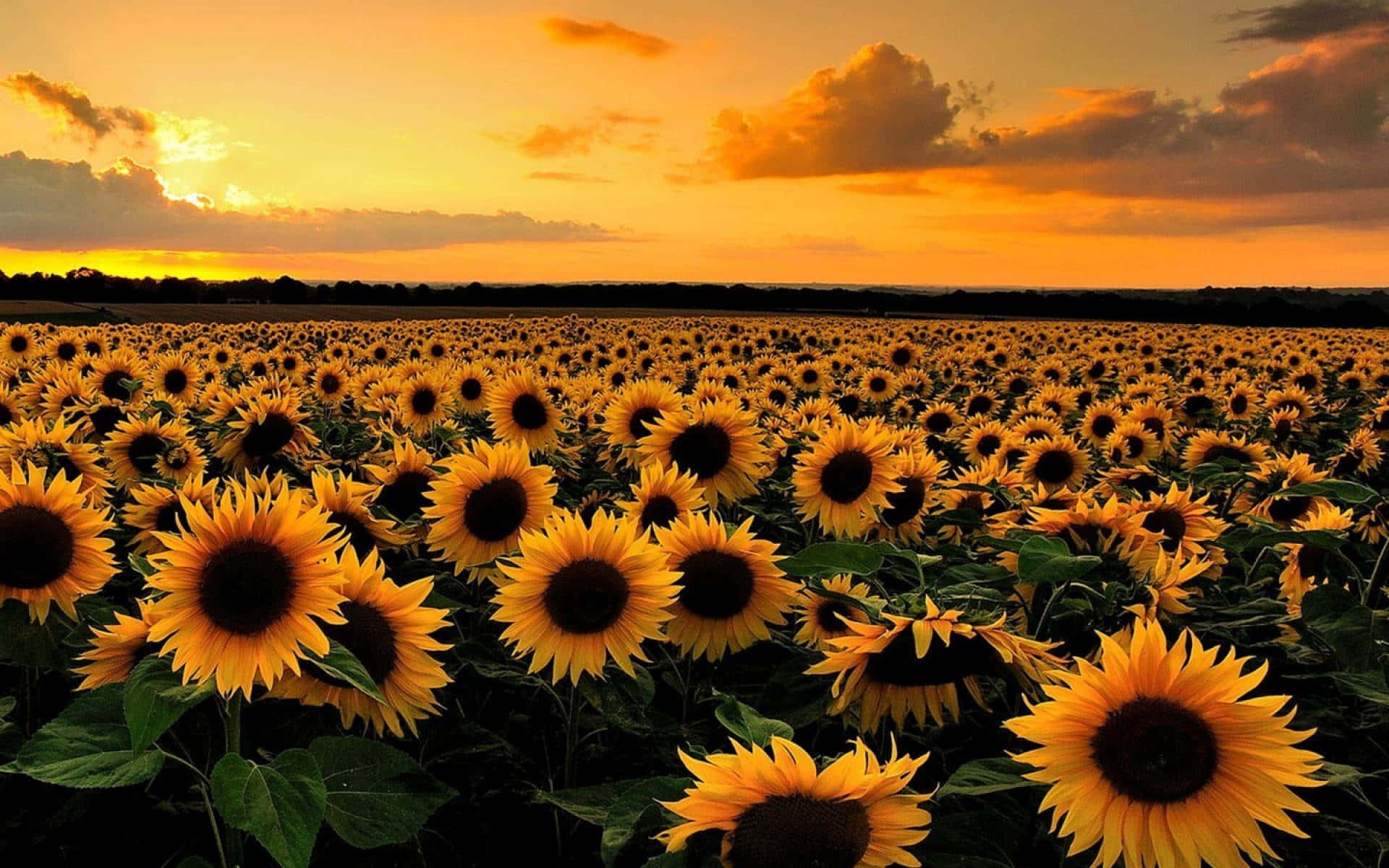 Aesthetic Sunflower 桌布 壁紙 — 一片廣闊的向日葵田向著帶有散雲的熾熱橙色日落天空延伸。