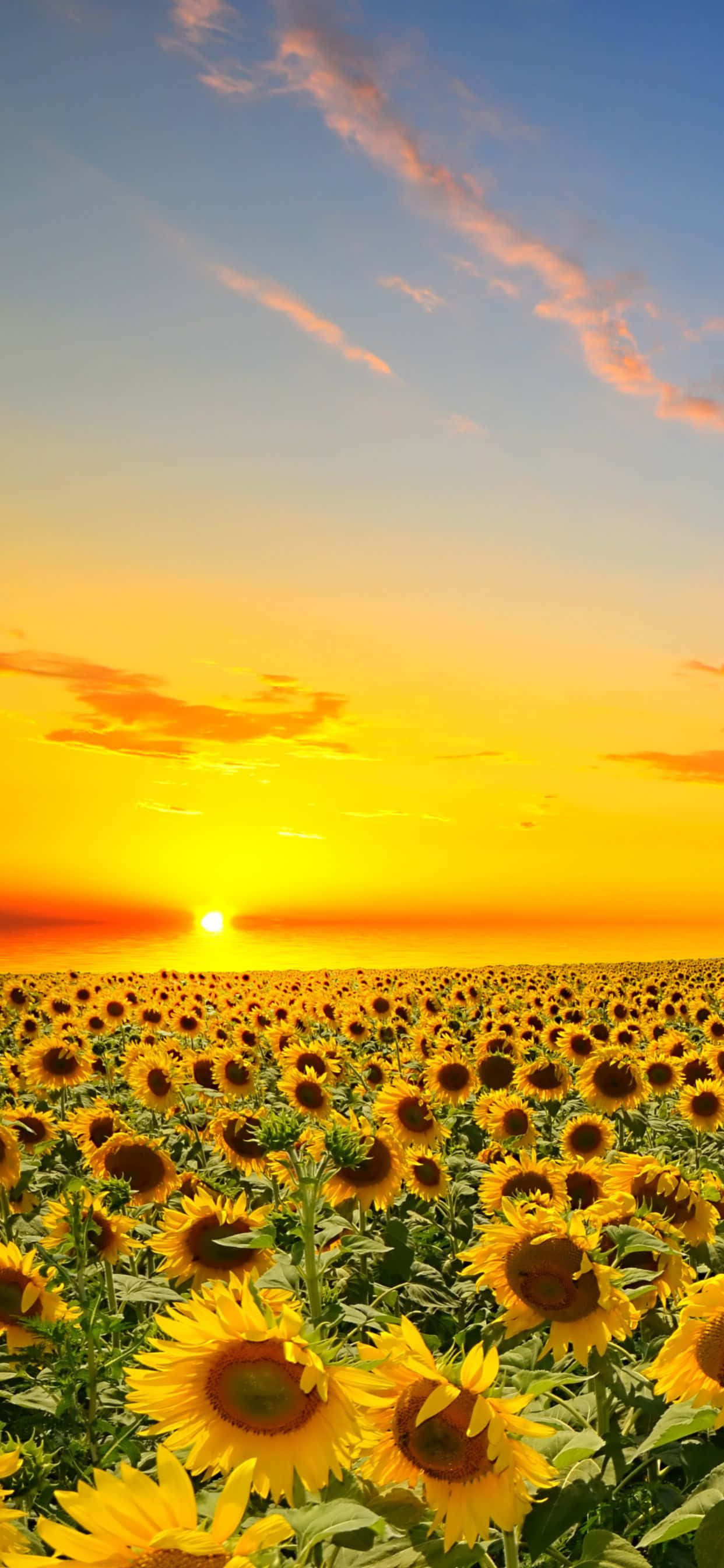 Sunflowers 桌布 壁紙 — 一片廣闊的向日葵田向著金色夕陽延伸，藍天中點綴著柔和的粉紅雲彩。