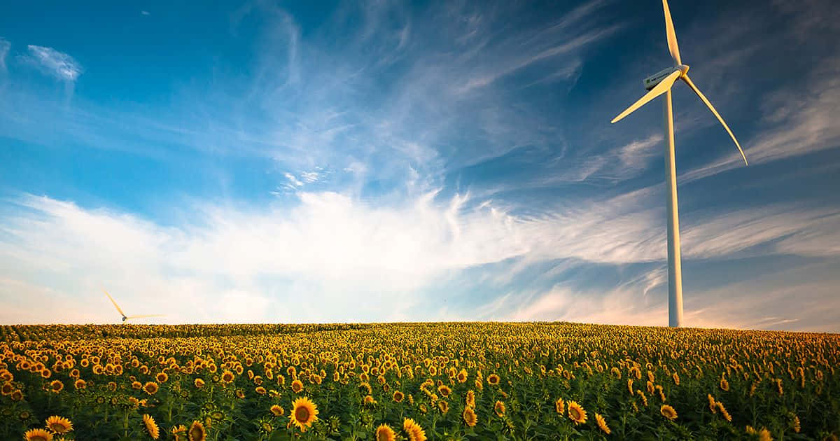 Renewable Energy 桌布 壁紙 — 一片廣闊的向日葵田在明亮的藍天和薄雲下延伸，一座高大的風力渦輪機矗立在地平線上。
