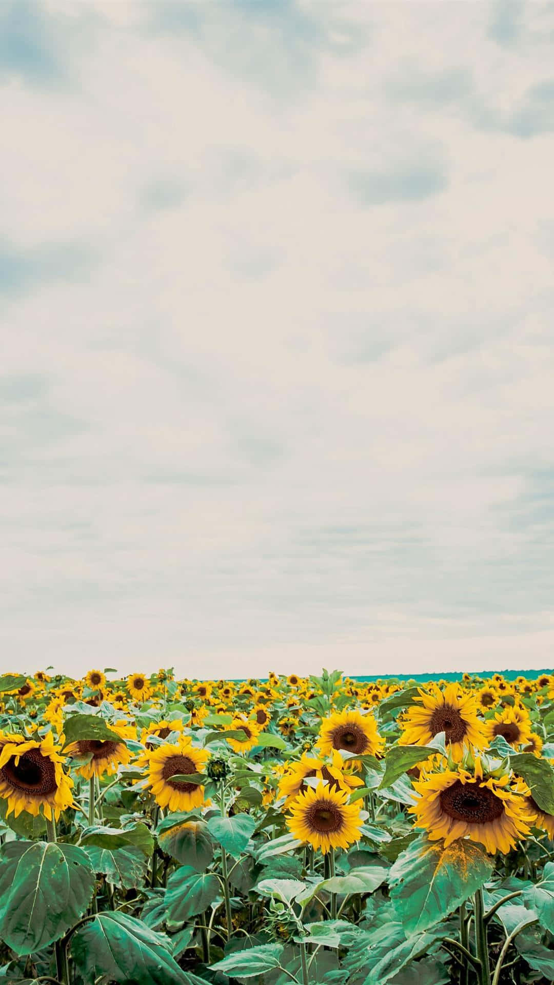 Sunflower Aesthetic iPhone 桌布 壁紙 — 一片廣闊的向日葵田在柔和多雲的天空下延伸，伴隨著溫柔的雲朵。