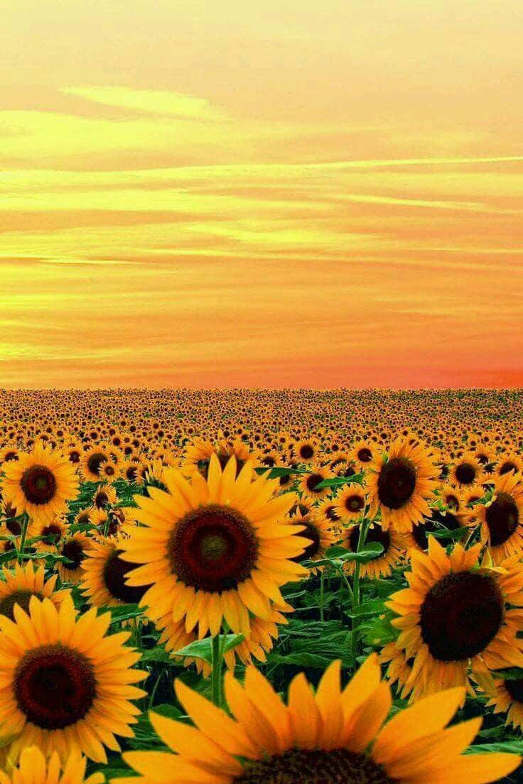 Beautiful Sunflower 桌布 壁紙 — 一片廣闊的向日葵田在溫暖的金色日落天空下延伸，帶有柔和的橙色和黃色色調。