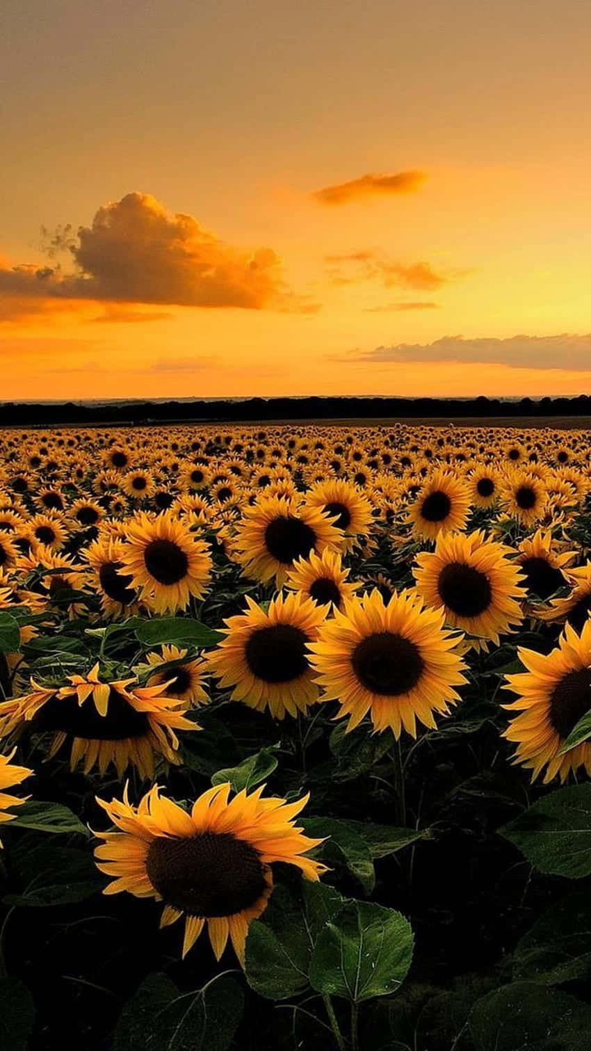 Sunflower Aesthetic iPhone 桌布 壁紙 — 一片廣闊的向日葵田在溫暖的金色日落天空和柔軟雲朵下延伸。
