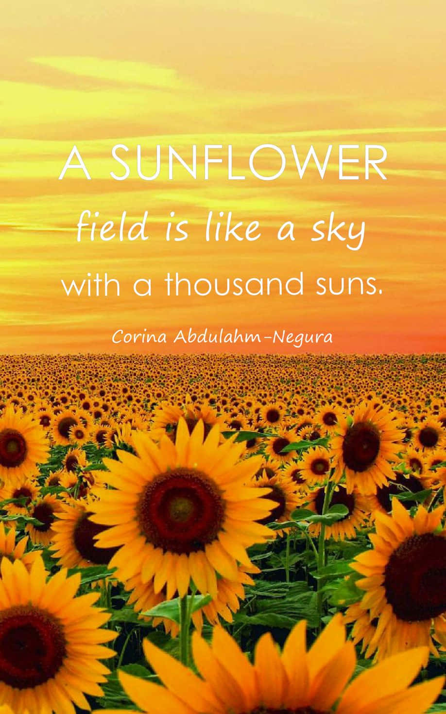 Sunflower Quotes 桌布 壁紙 — 一片廣闊的向日葵田在金色日落天空下延伸，上面覆蓋著一句詩意的引言。