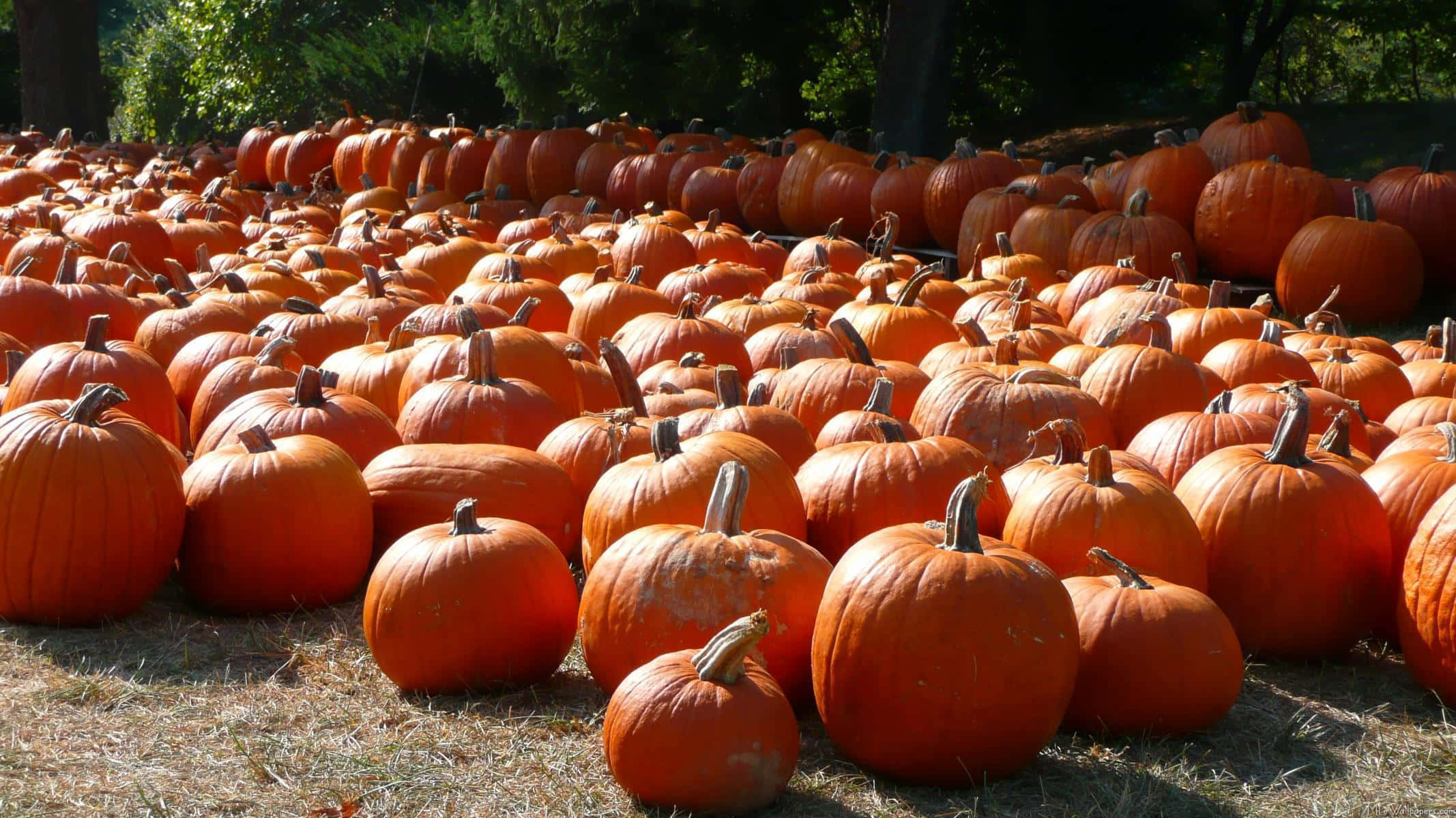 Fall Pumpkin 桌布 壁紙 — 一片廣闊的成熟橙色南瓜田，沐浴在溫暖的陽光下，背景有綠樹。