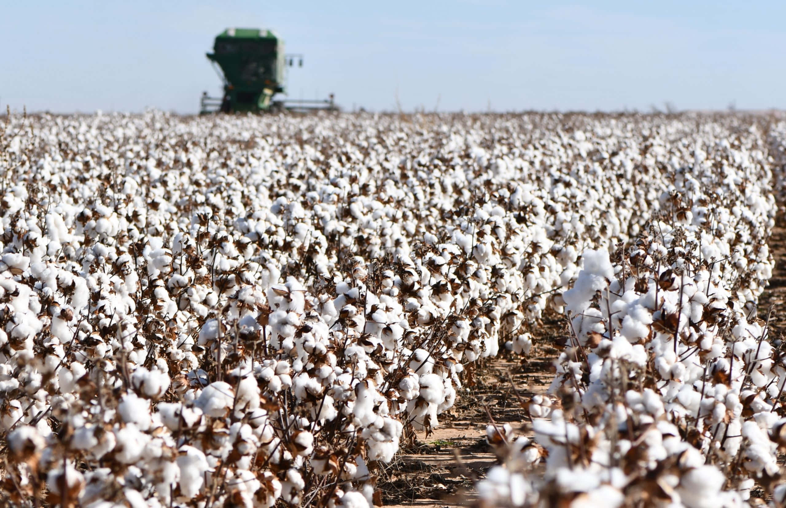Cotton Field 桌布 壁紙 — 一片廣闊的白色棉絮田，在清澈的藍天下延伸向一台綠色的收割機。