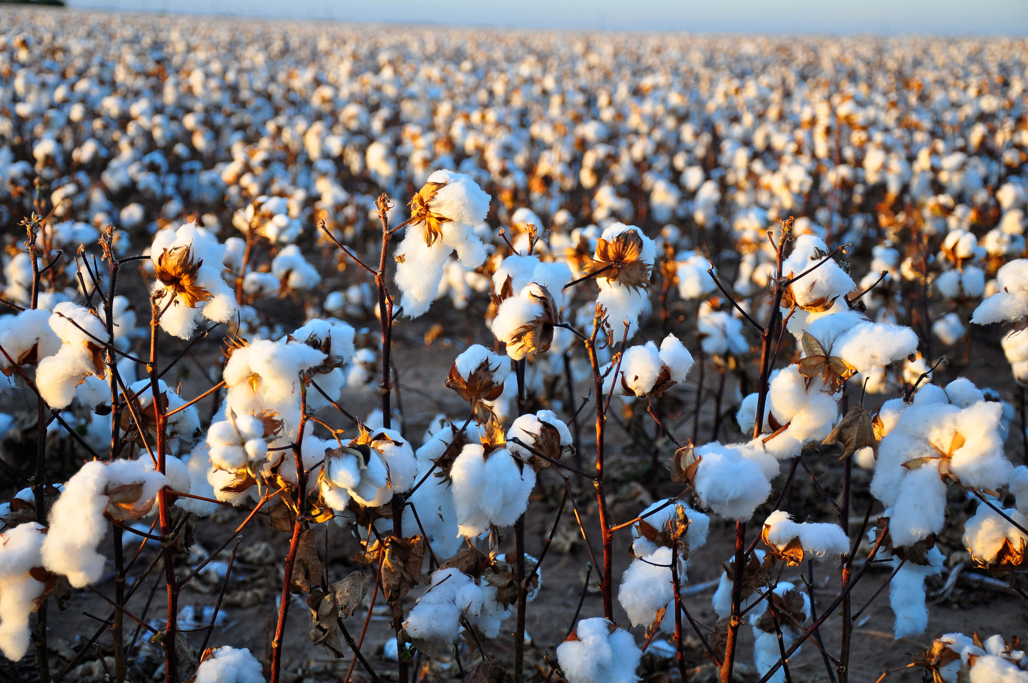 Cotton Field 桌布 壁紙 — 一片廣闊的白色棉花田，在日出時沐浴在溫暖的金色陽光中。