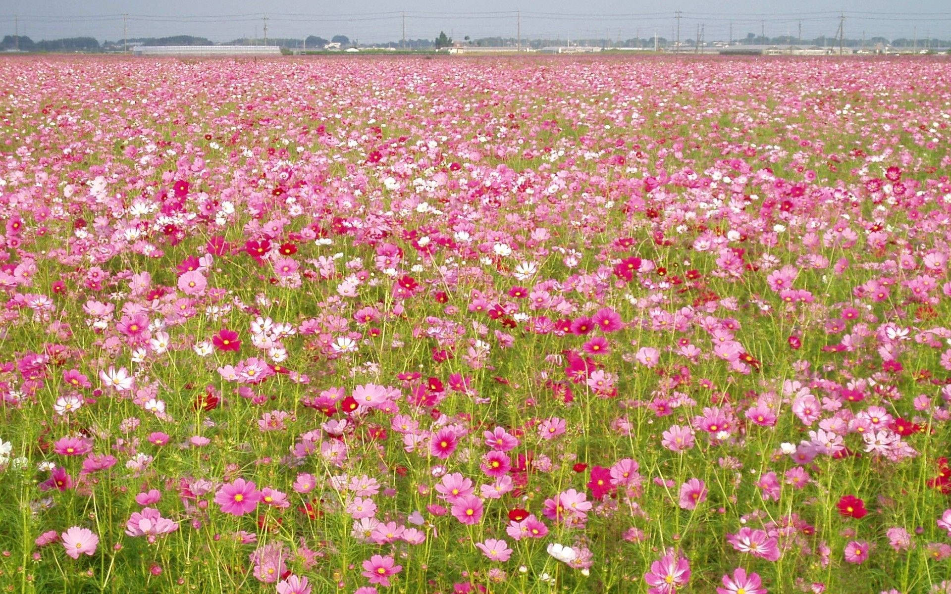 Flowers 桌布 壁紙 — 一片廣闊的粉紅、白色和紅色波斯菊花田在晴朗的天空下輕輕搖曳，地平線上有遠處的工業建築。