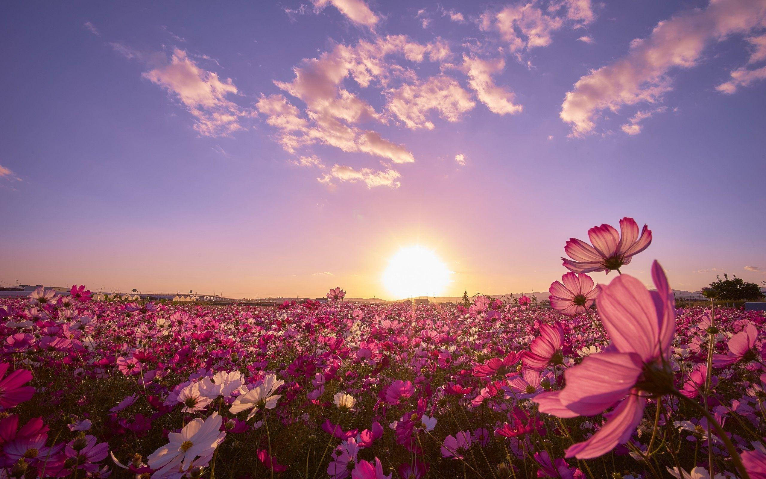 Cosmos 桌布 壁紙 — 一片廣闊的粉紅色和白色波斯菊田野，沐浴在金色夕陽下，柔和的紫色天空上散佈著雲朵。