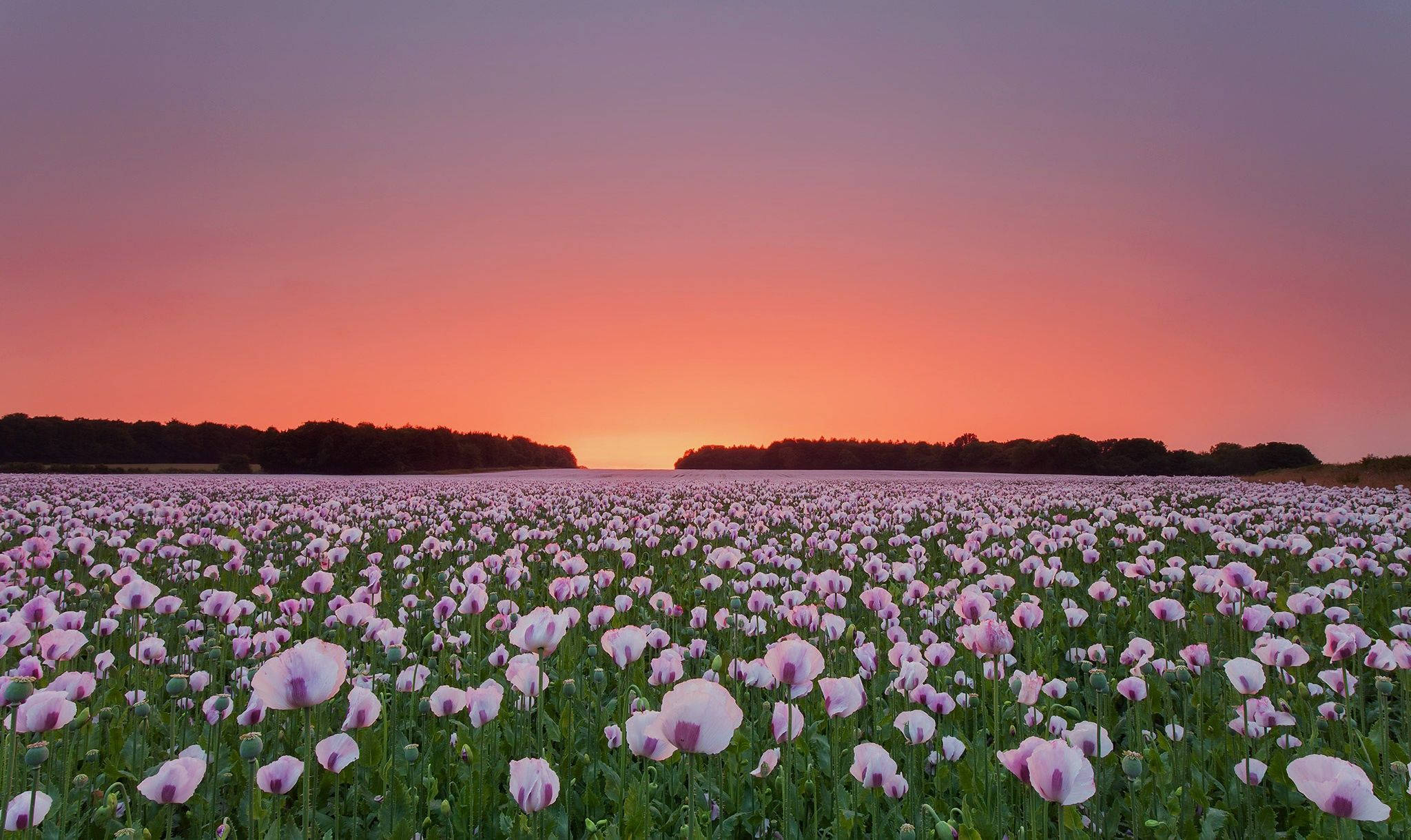 Poppy 桌布 壁紙 — 一片廣闊的粉紅色罌粟花田在帶有柔和紫色和橙色色調的熾熱日落天空下延伸。