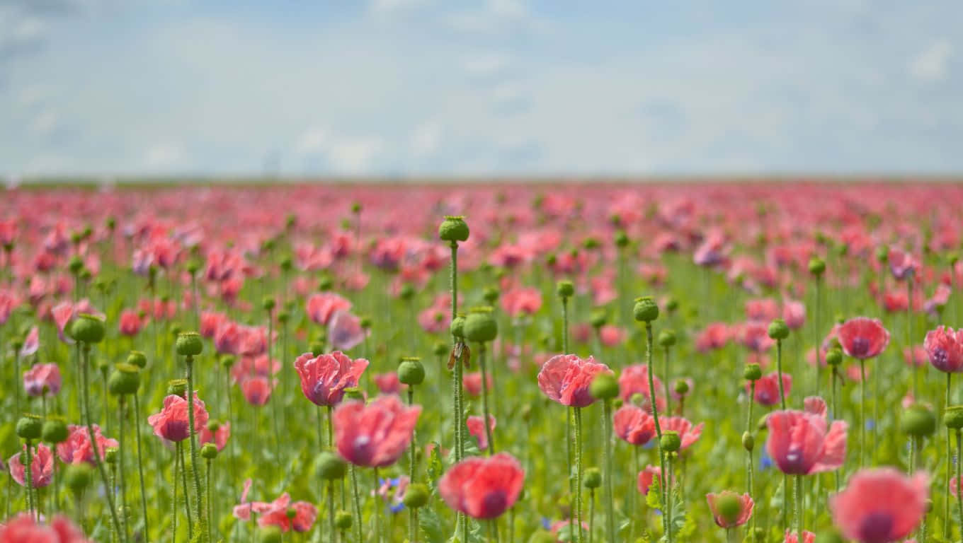 1360x768 桌布 壁紙 — 一片廣闊的粉紅色罌粟花田在柔和藍天和白雲下輕輕搖曳。