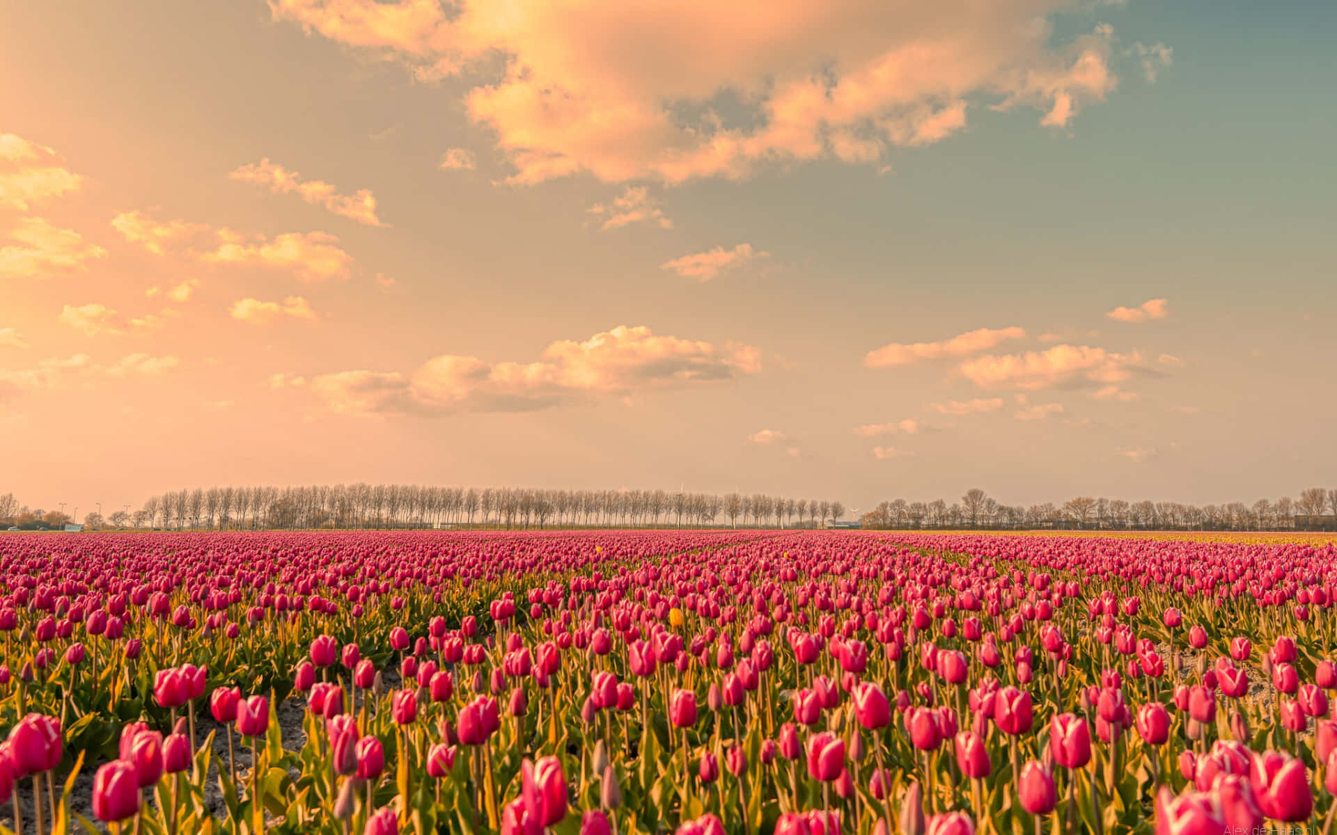 Tulip Field 桌布 壁紙 — 一片廣闊的粉紅色鬱金香花田，在柔和的金色日落天空下延伸，天空中有散落的雲朵。