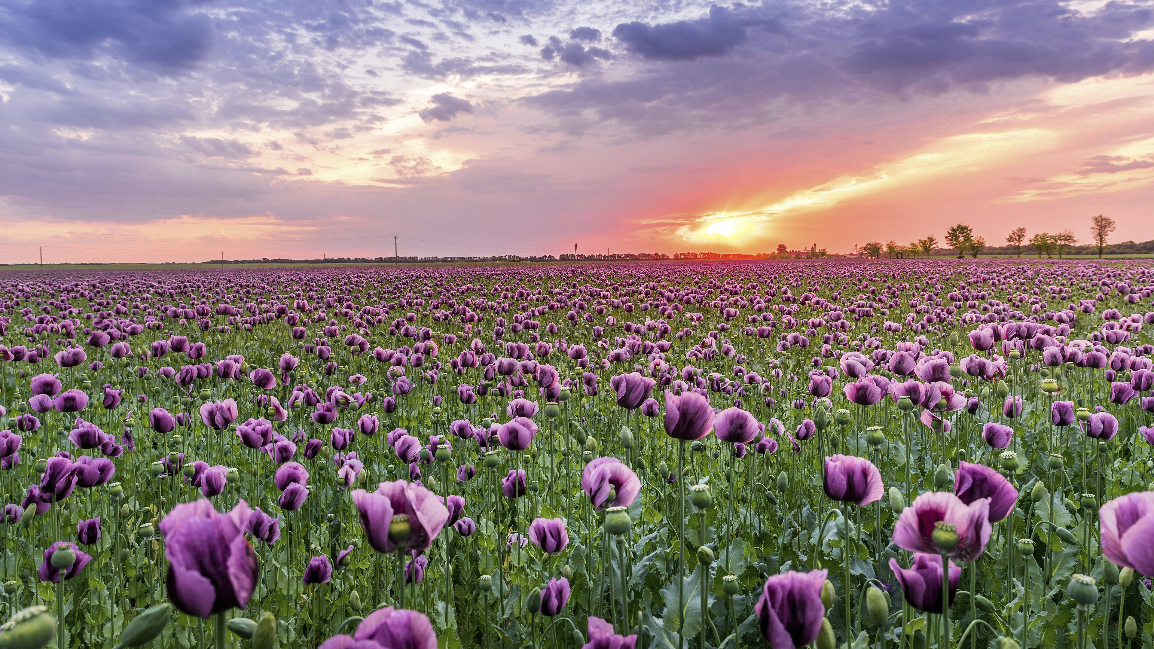 Poppy 桌布 壁紙 — 一片廣闊的紫色罌粟花田，在帶有柔和粉紅和橙色色調的戲劇性日落天空下延伸。