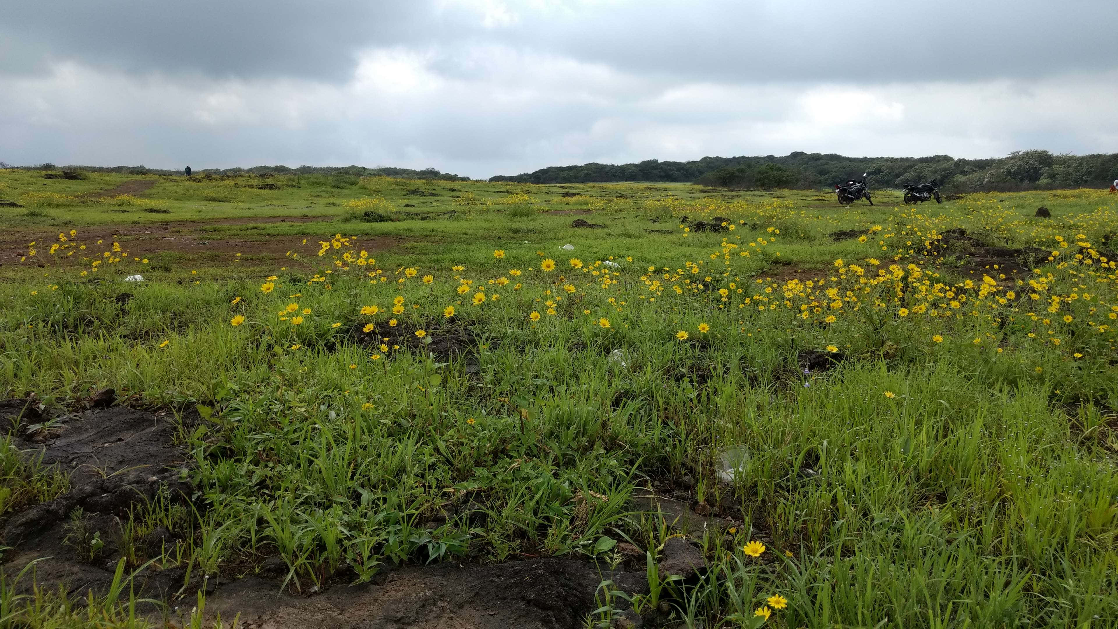 Wild Flower In Meadows 桌布 壁紙 — 一片廣闊的綠色田野，點綴著黃色野花，天空多雲，地平線遠處停著機車。