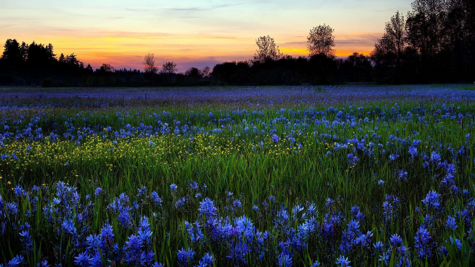Spring Fields 桌布 壁紙 — 一片廣闊的藍色野花田在柔和的日落天空下搖曳，天空帶有橙色和紫色調，襯托著深色樹木的剪影。