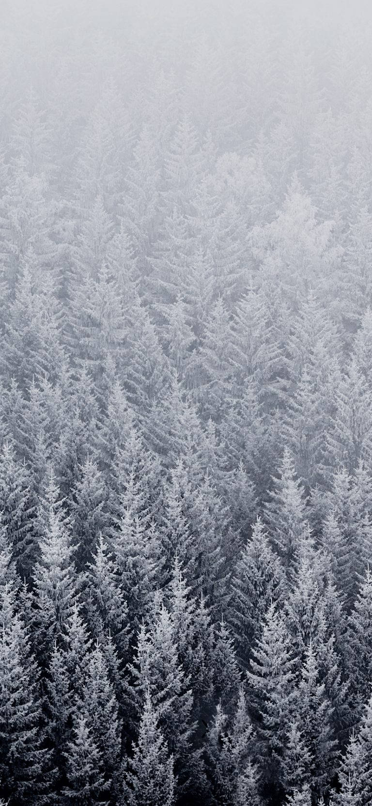 森林 桌布 壁紙 — 一片廣闊的雪松林，常綠樹木被霜覆蓋，籠罩在朦朧的冬日天空下。