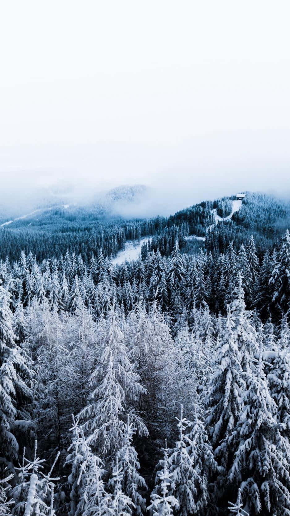 Trees iPhone 桌布 壁紙 — 一片廣闊的雪覆蓋常綠樹森林覆蓋著山谷，在蒼白的冬日天空下，遠方有霧氣繚繞的山峰。