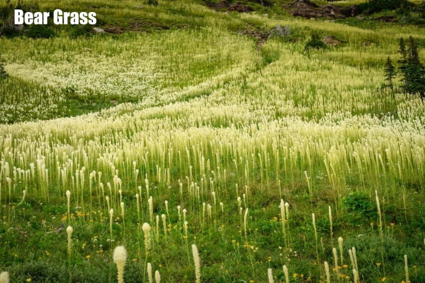 Grass 桌布 壁紙 — 一片廣闊的高大熊草草地，奶油白色的羽狀花序在陽光明媚的山坡上輕輕搖曳，點綴著綠色樹葉和遠處的樹木。