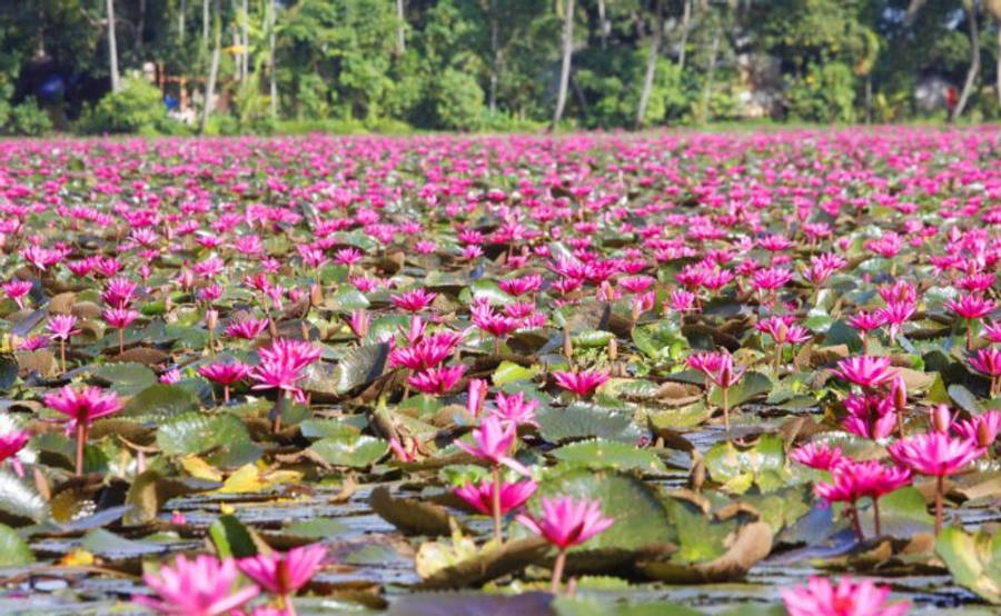 Water Lily 桌布 壁紙 — 一片廣闊的鮮粉紅色睡蓮在寧靜的池塘中盛開，周圍環繞著茂密的綠樹，在明亮的日光下。