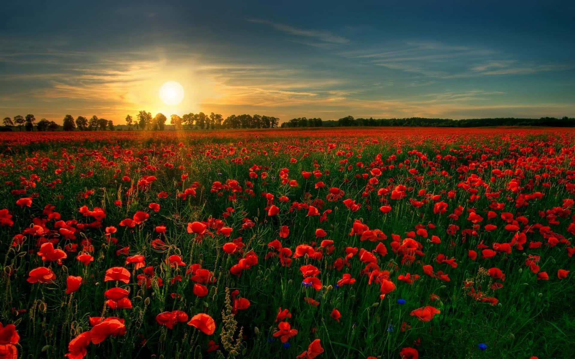 Poppy Field 桌布 壁紙 — 一片廣闊的鮮紅色罌粟花田，向著帶有柔和雲彩和遠處樹木的金色日落延伸。