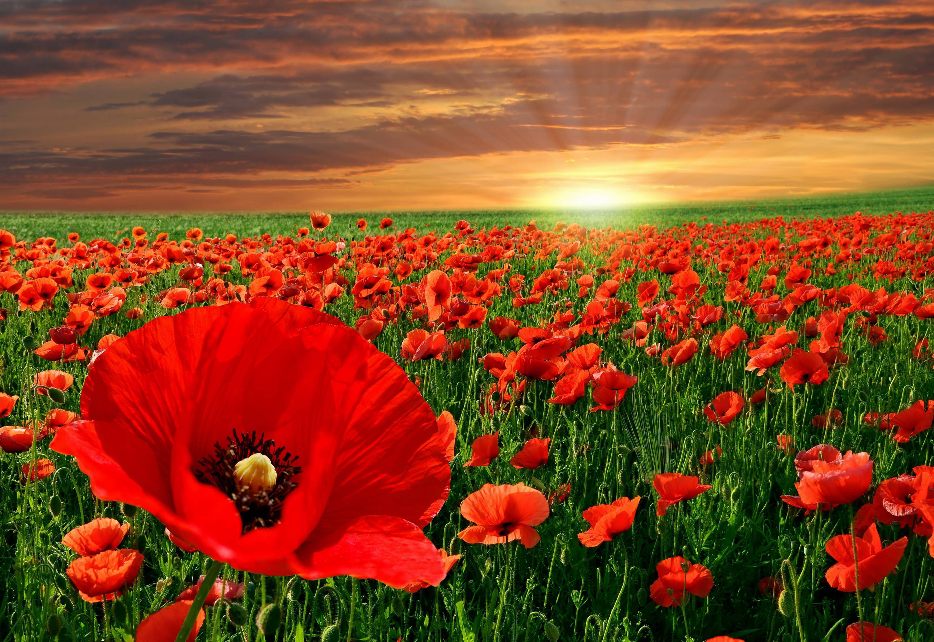 Poppy 桌布 壁紙 — 一片廣闊的鮮紅色罌粟花田在戲劇性的日落天空下搖曳，金色光芒穿透雲層。