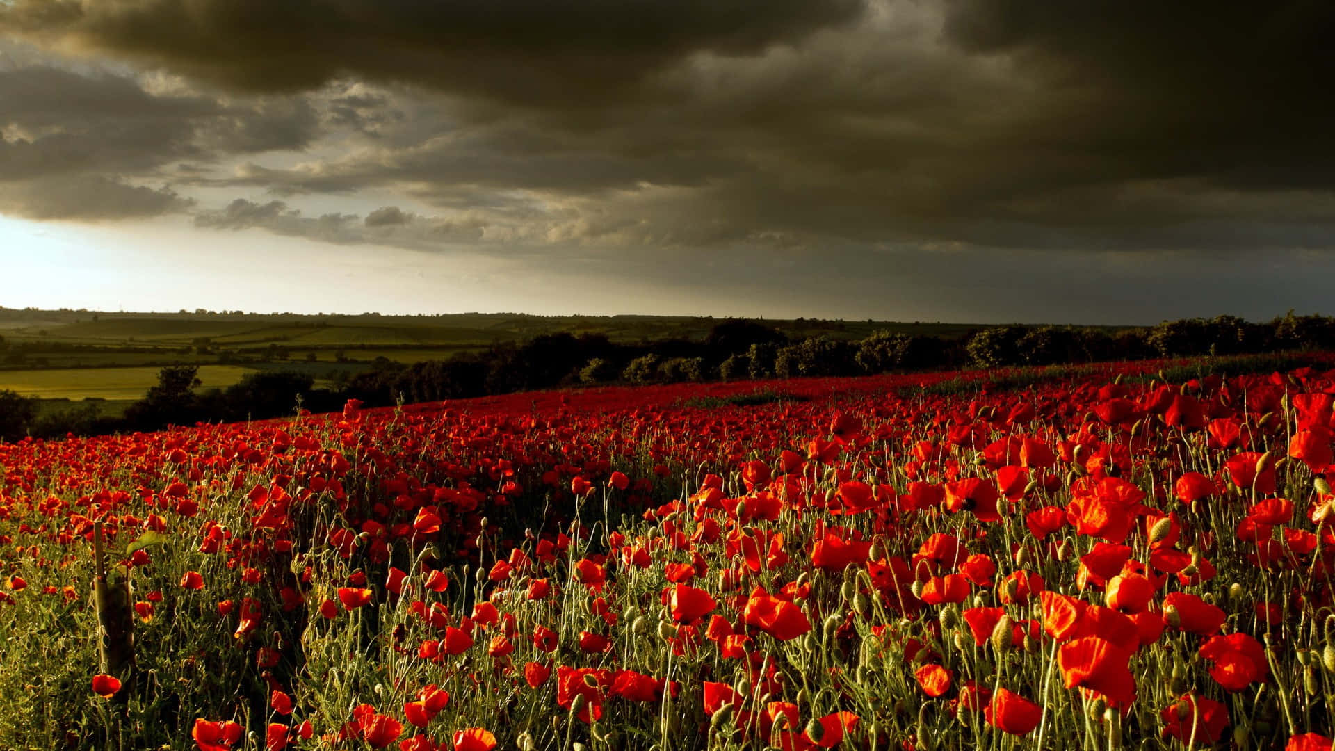 Poppy Field 桌布 壁紙 — 一片廣闊的鮮紅色罌粟花田在日落時分的戲劇性暴風雨天空下搖曳。