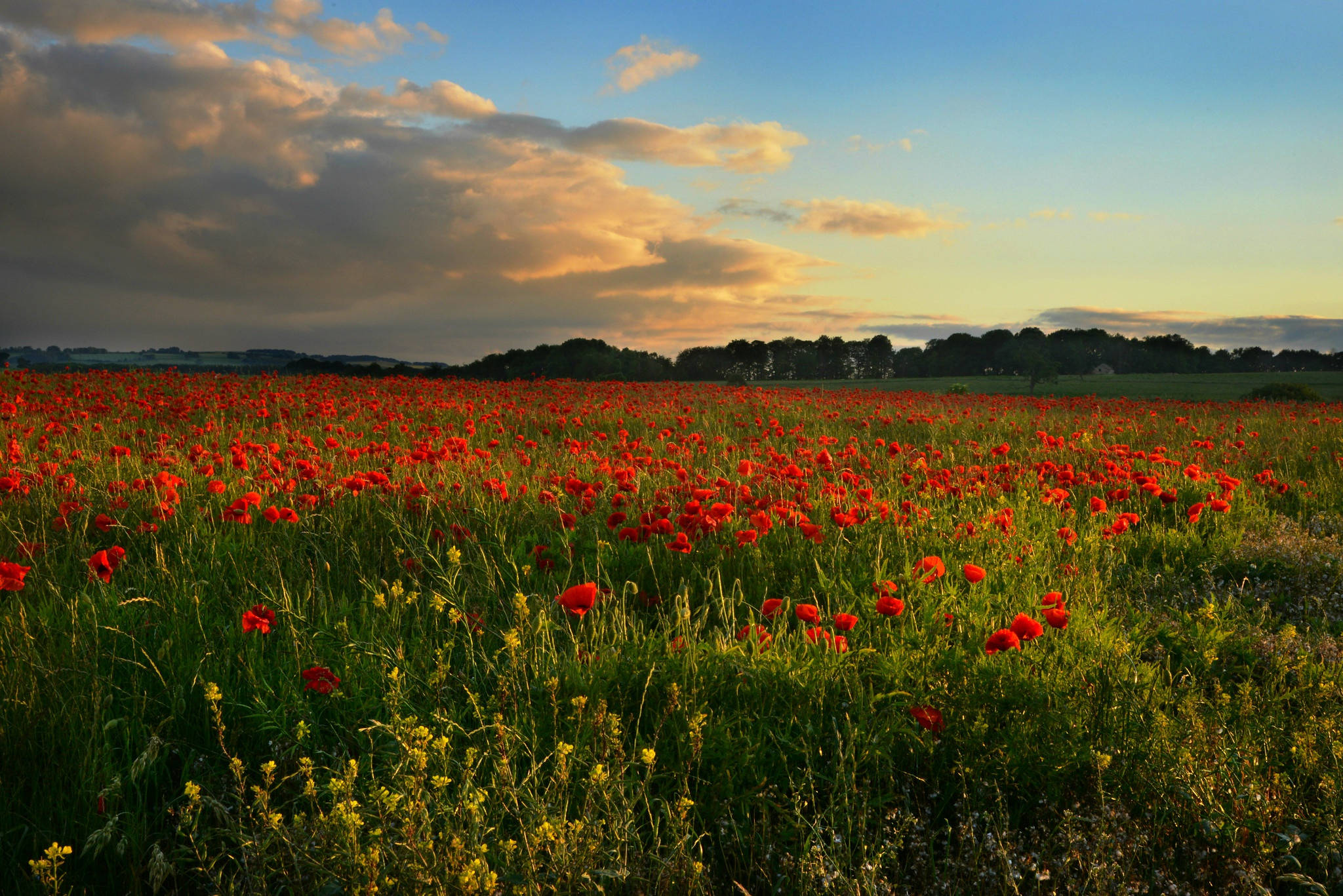 Poppy 桌布 壁紙 — 一片廣闊的鮮紅色罌粟花田在金色夕陽天空下搖曳，天空中有散落的雲朵。
